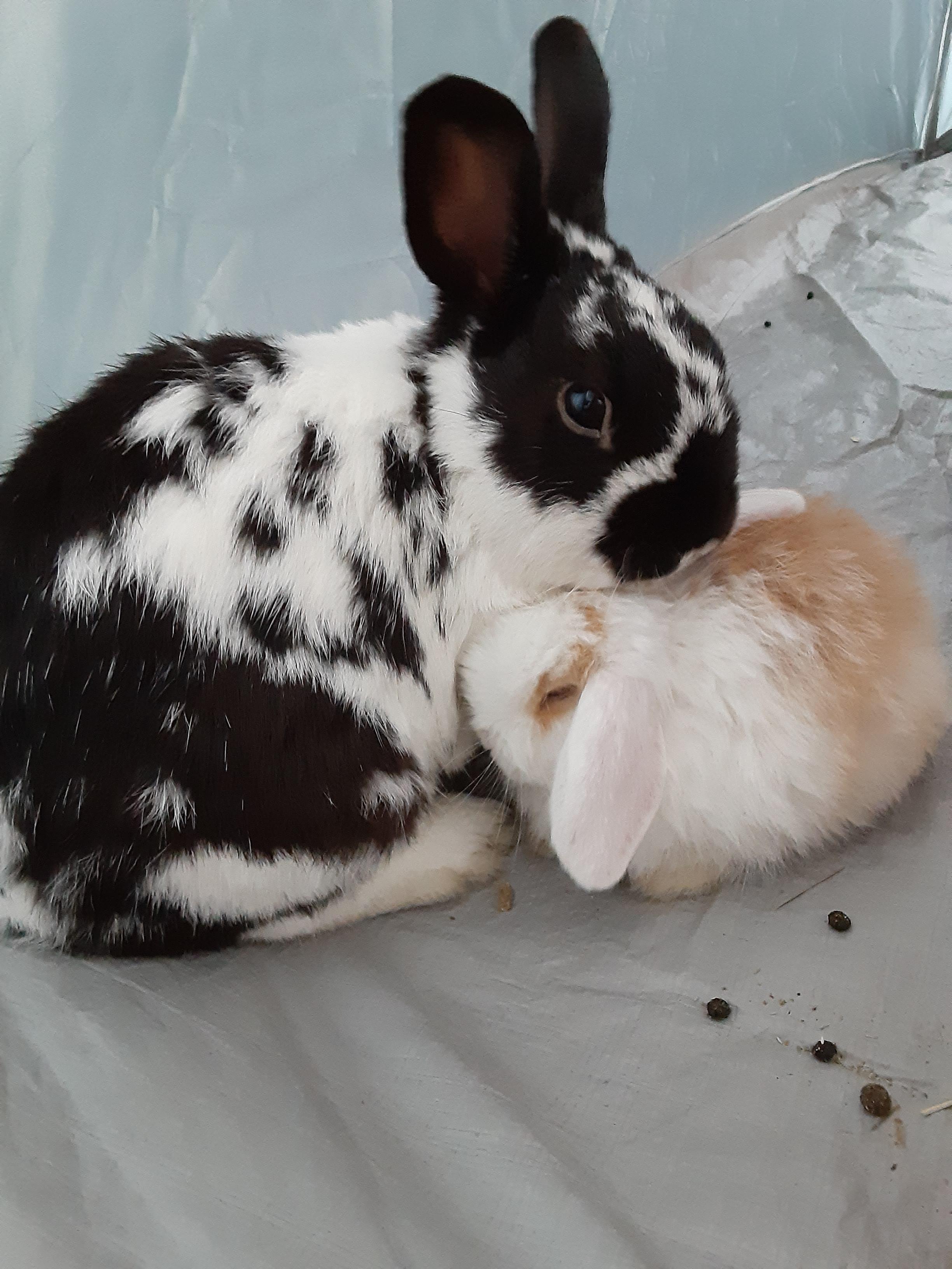 Two best friends. 🐰💕🐰 r/Rabbits