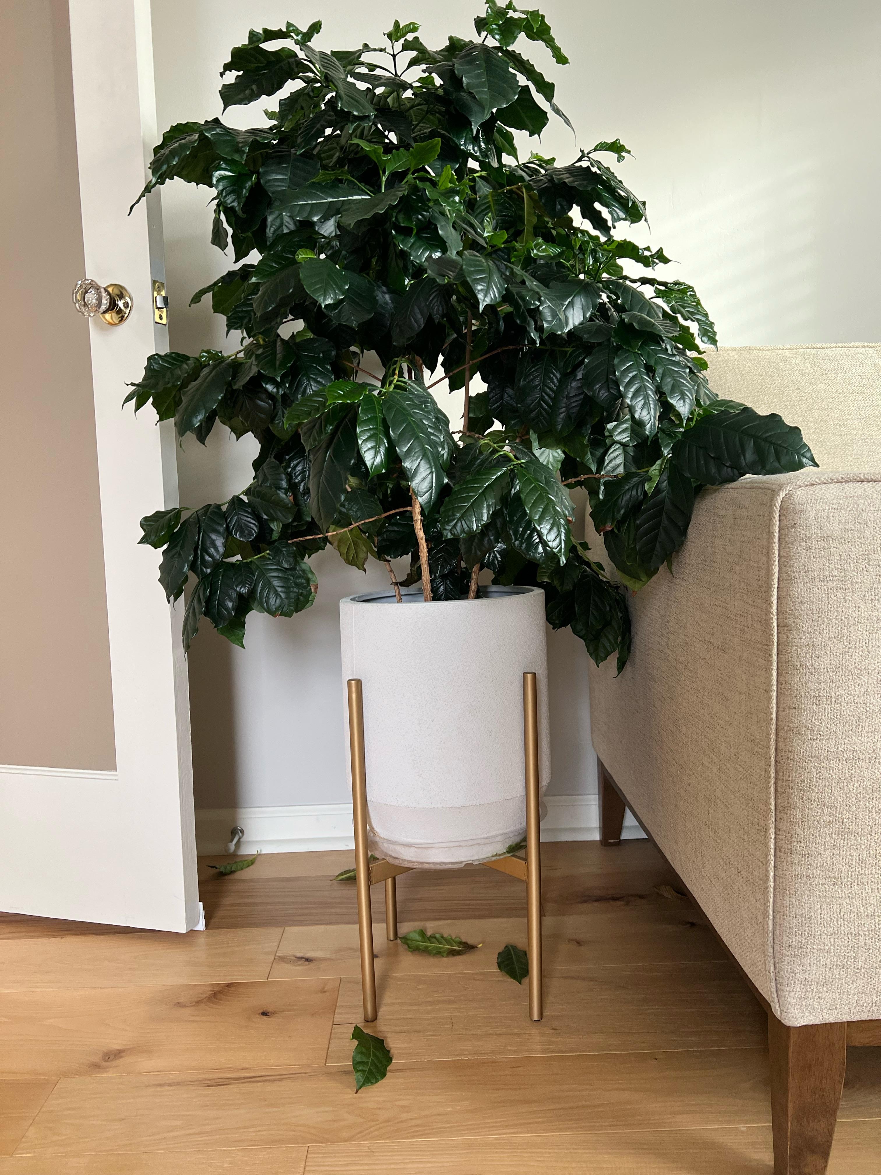 Why is my coffee plant suddenly shedding in the winter? r/houseplants