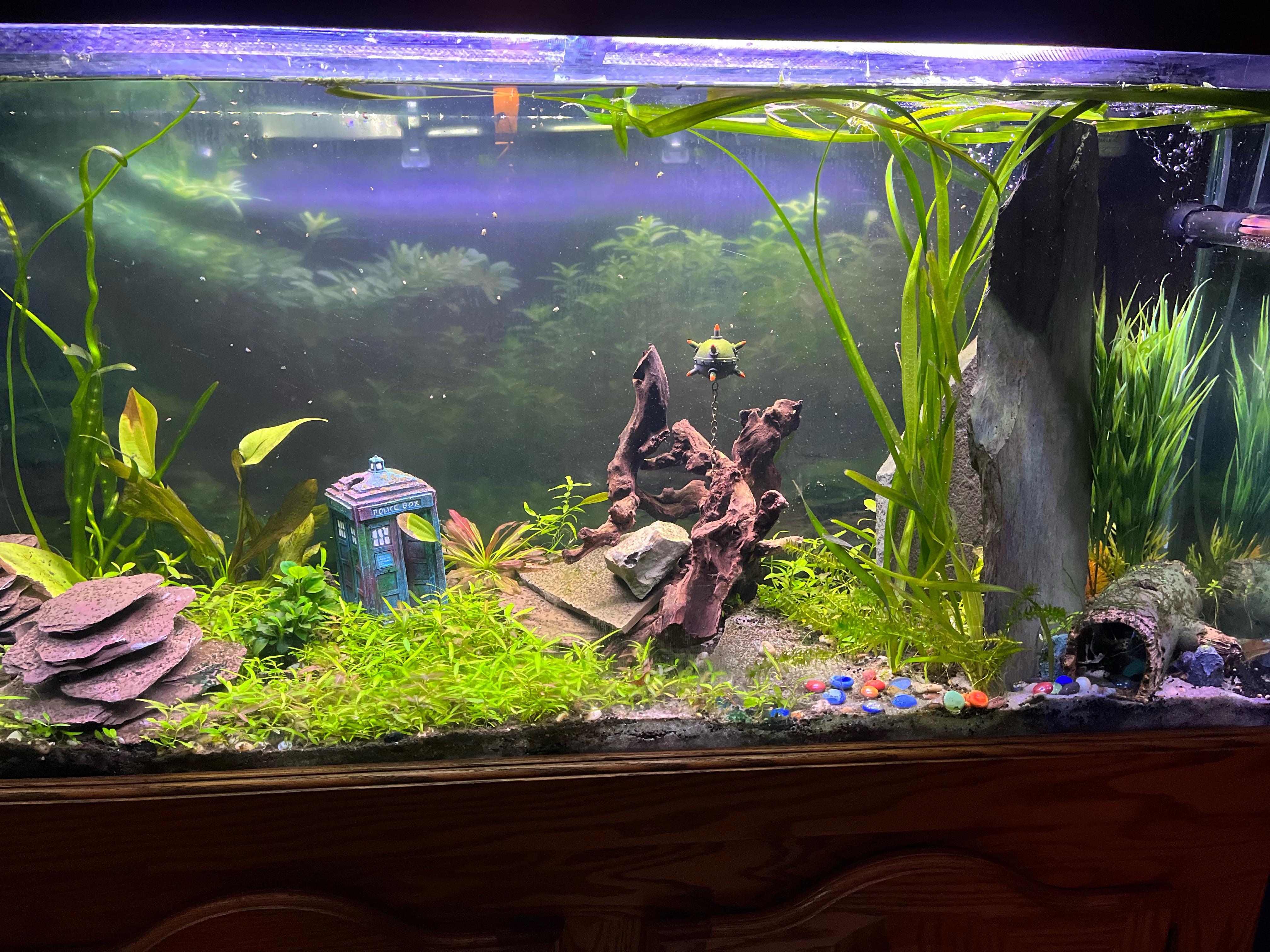55 Gallon Fish Aquarium Ideas