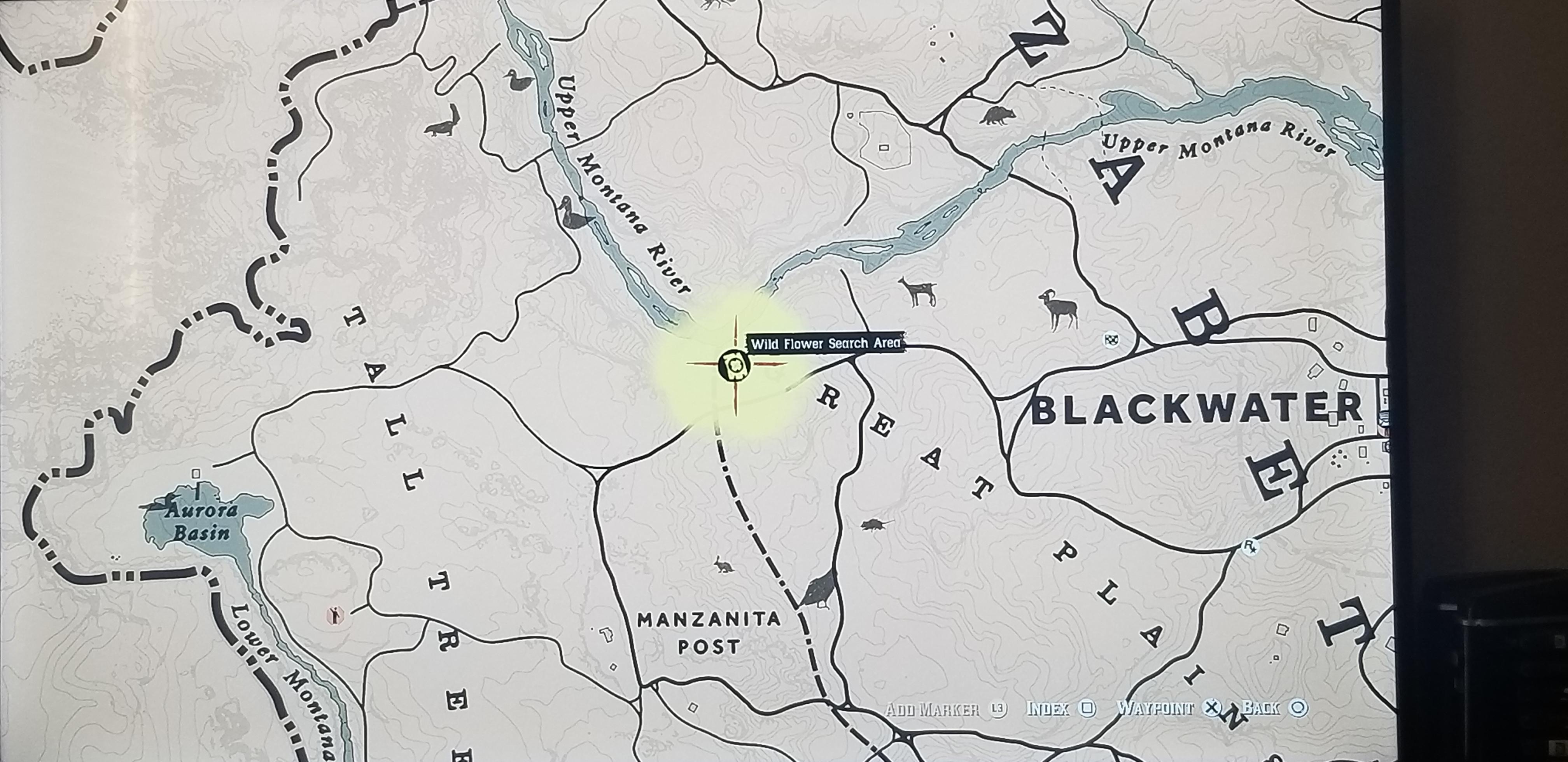 Been searching this area for an hour now. Starting to assume the flower