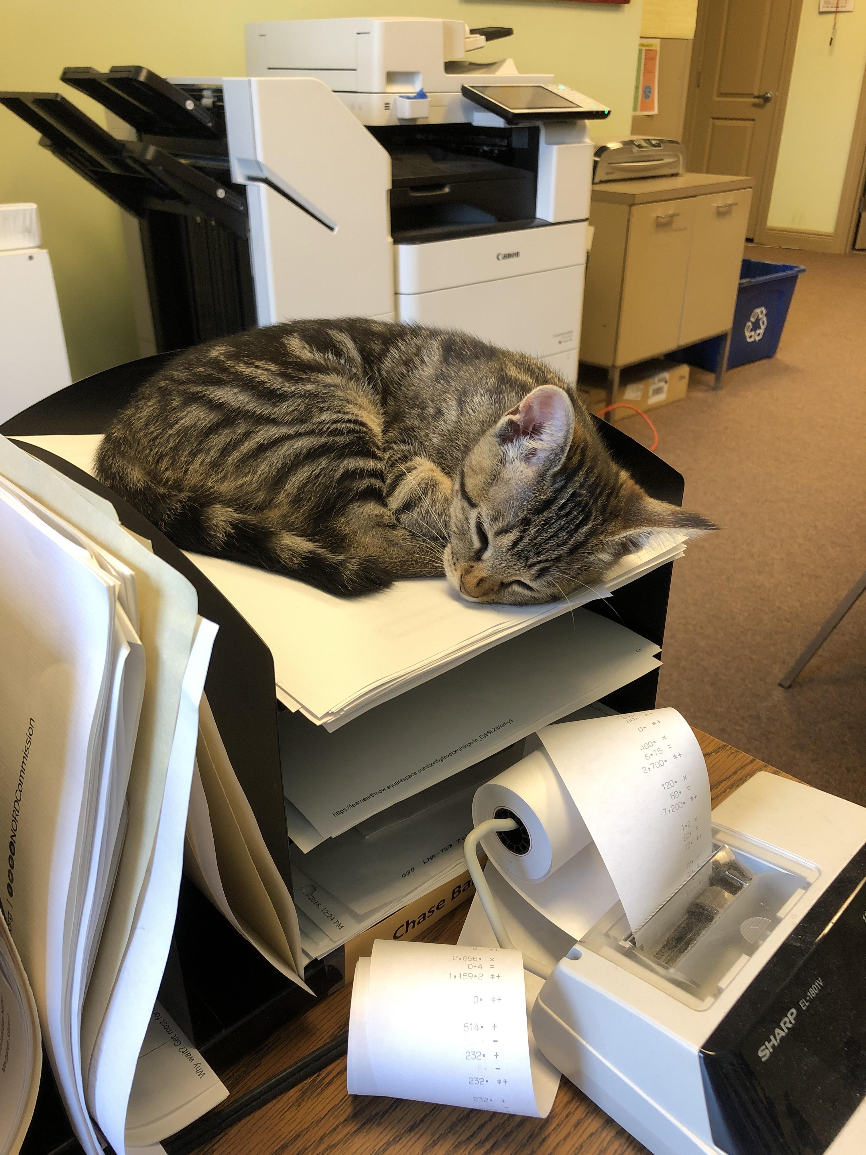 Business cat is helping with my filing today. r/cats