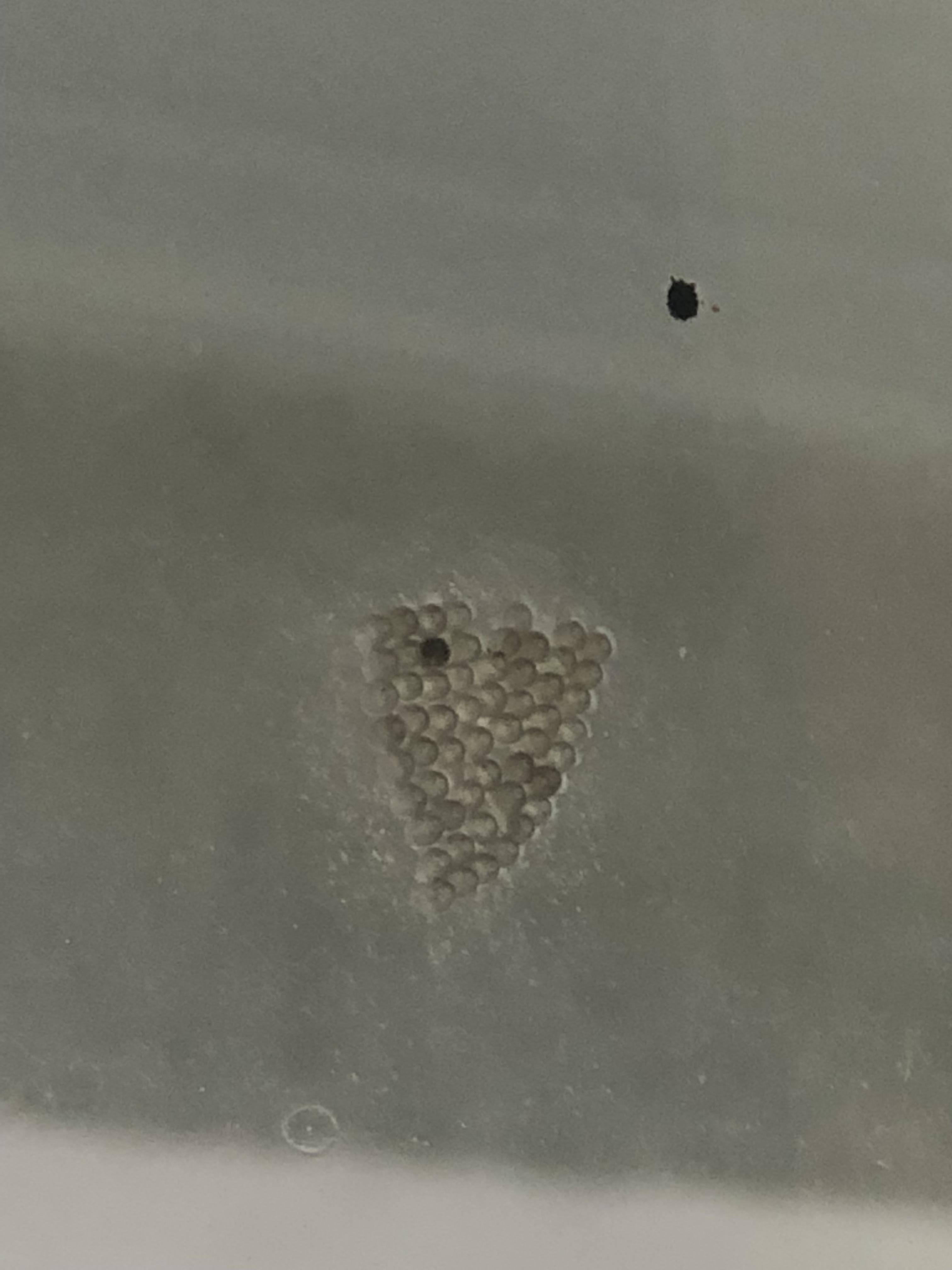 Are these moth eggs on my window? I’m in Virginia btw r/whatsthisbug