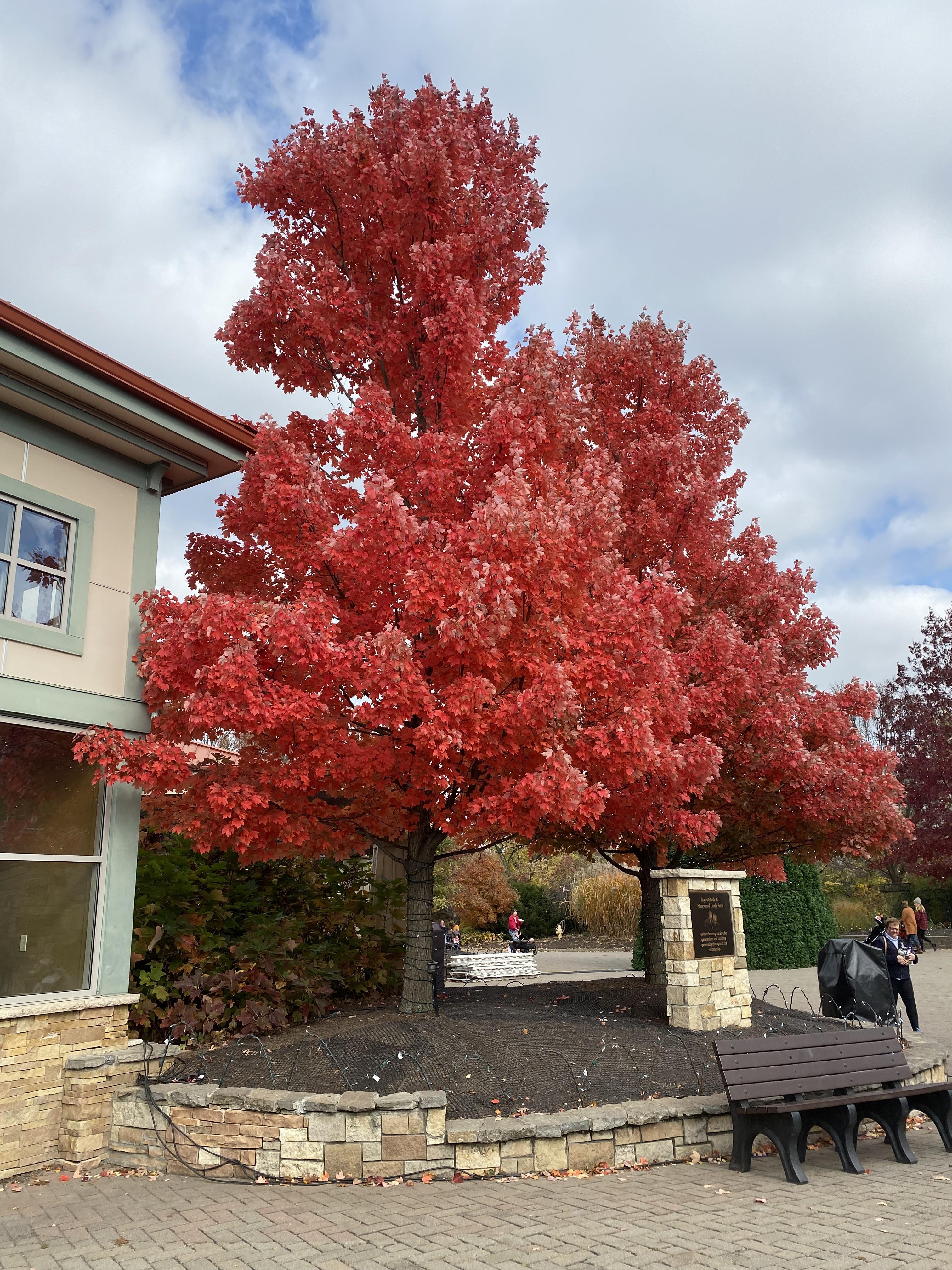 Fountain pen ink suggestion for this beautiful fall tree? r/fountainpens