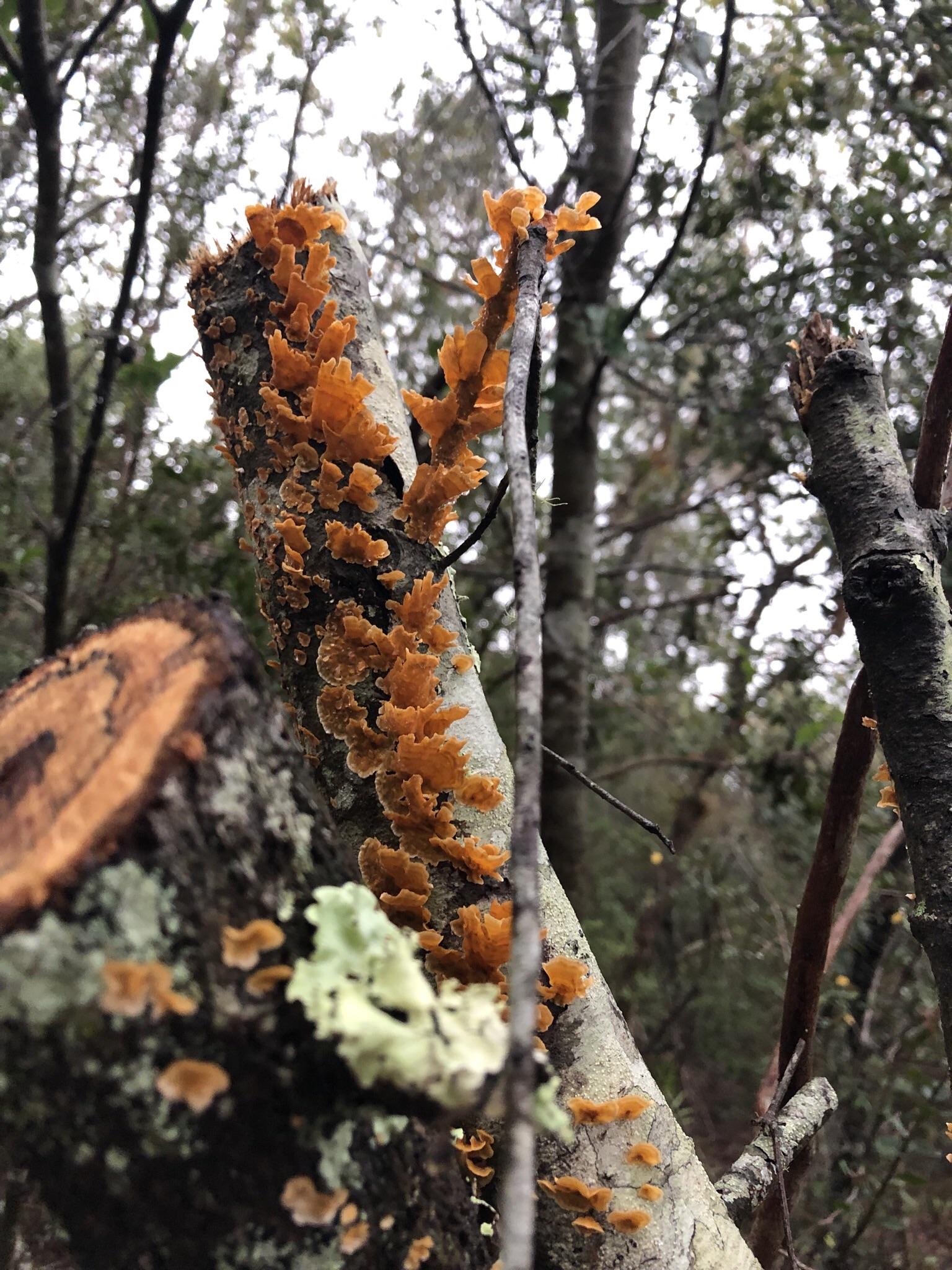 Orange fungus spotted in Florida r/mycology