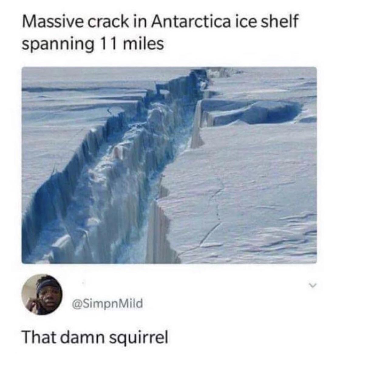 That damn squirrel 🐿 FunnyandSad