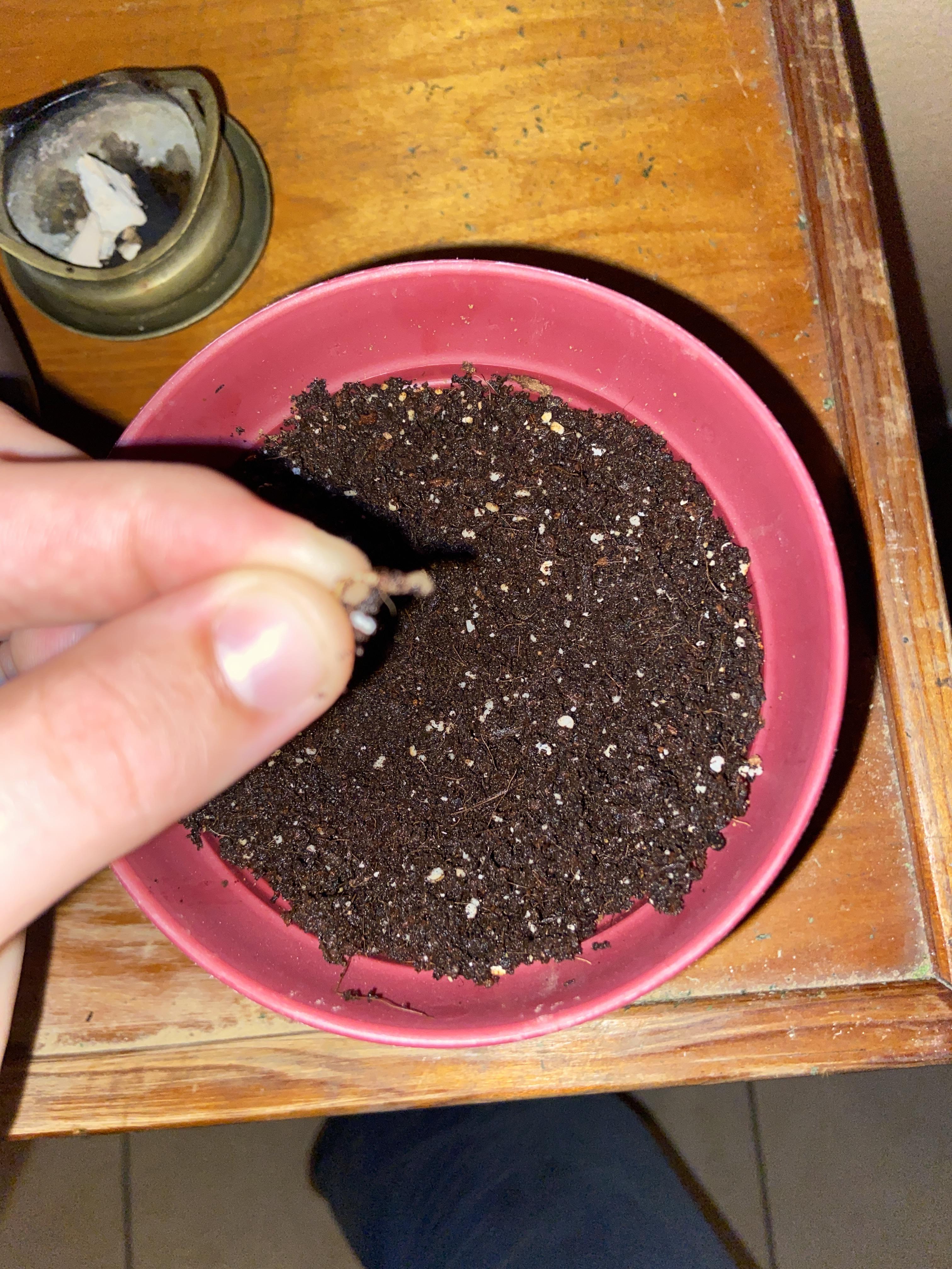 My plant disappeared??? r/plantclinic