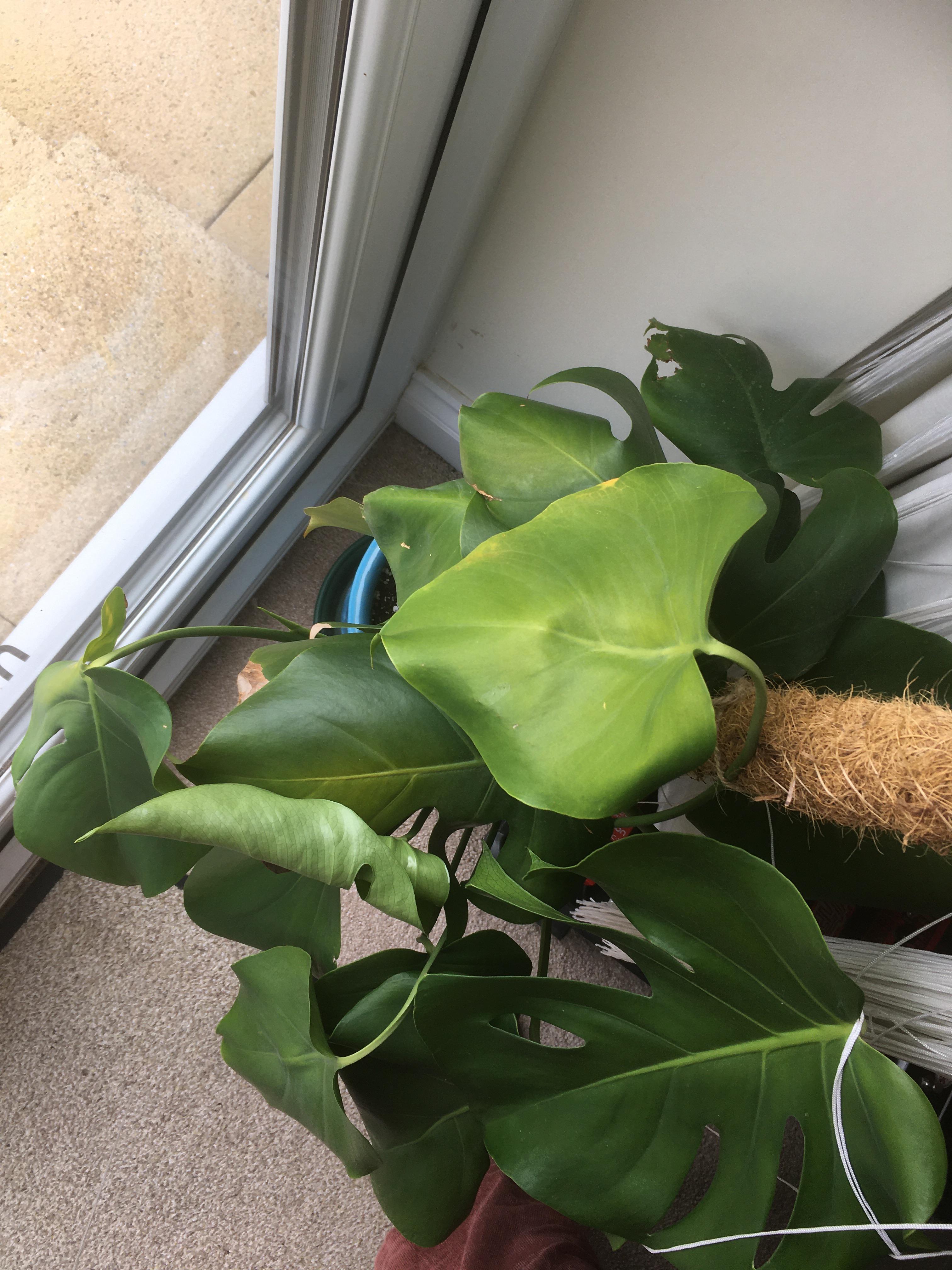 My cheese plant is going a little yellow on some leaves. Why is this