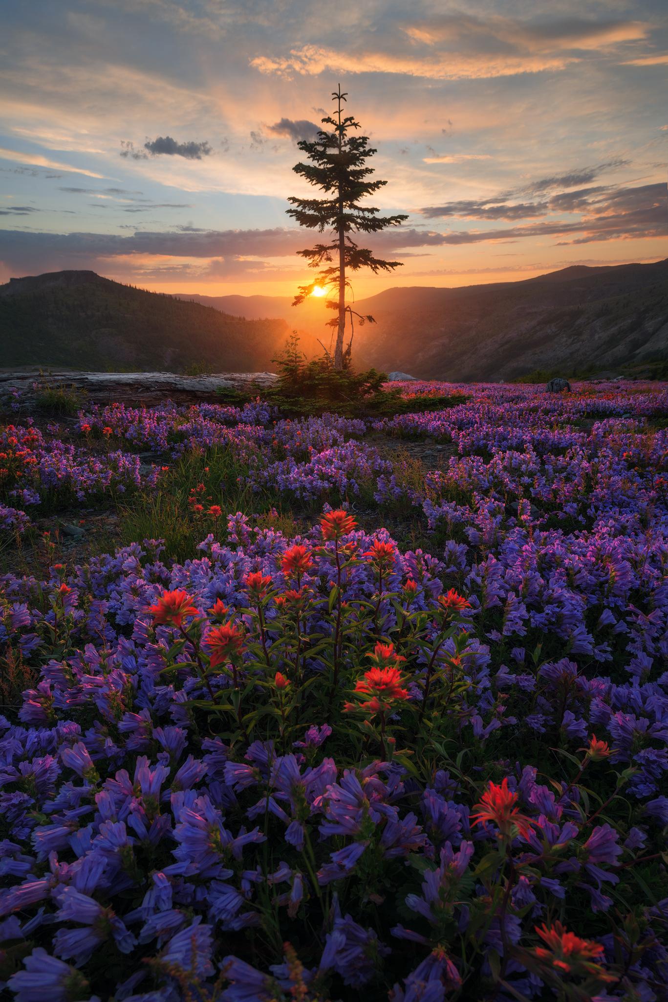 Interesting Photo of the Day A Meadow of Flowers on Mount St. Helens