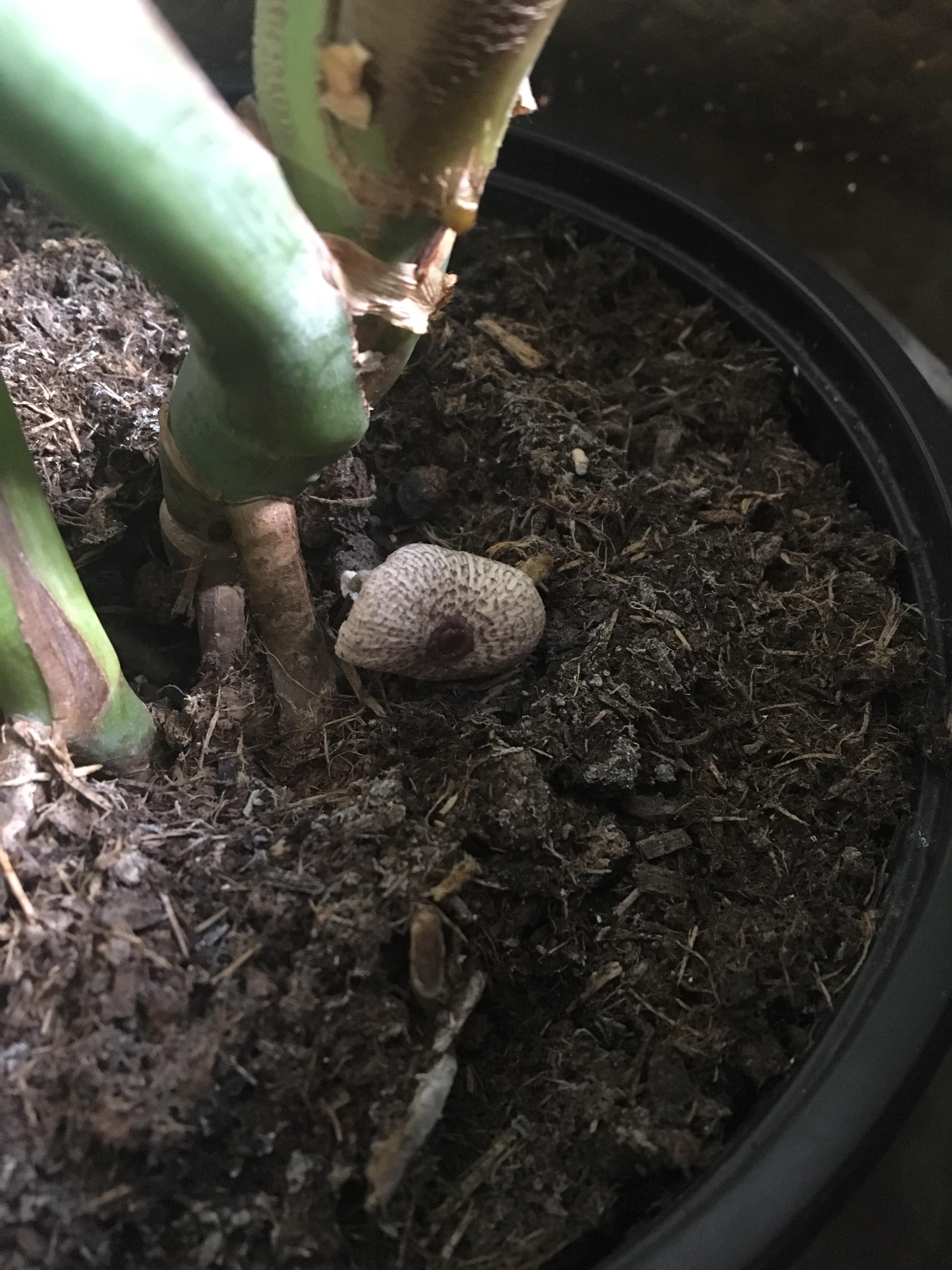 There’s a funky little mushroom growing on my monstera. Is it dangerous
