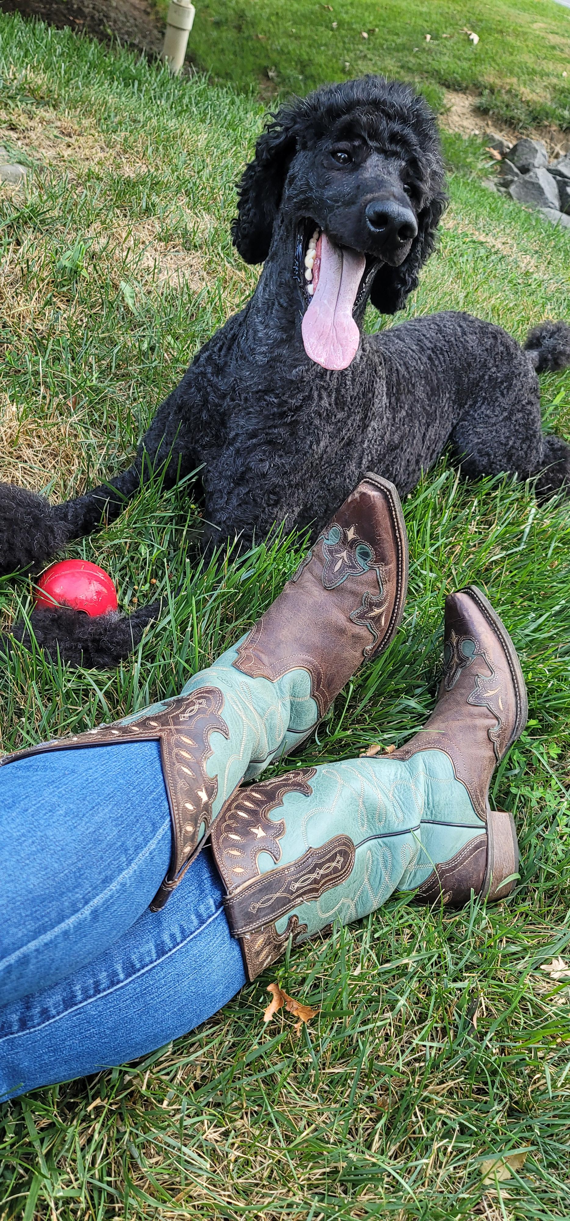 Poodle n boots r/cowboyboots