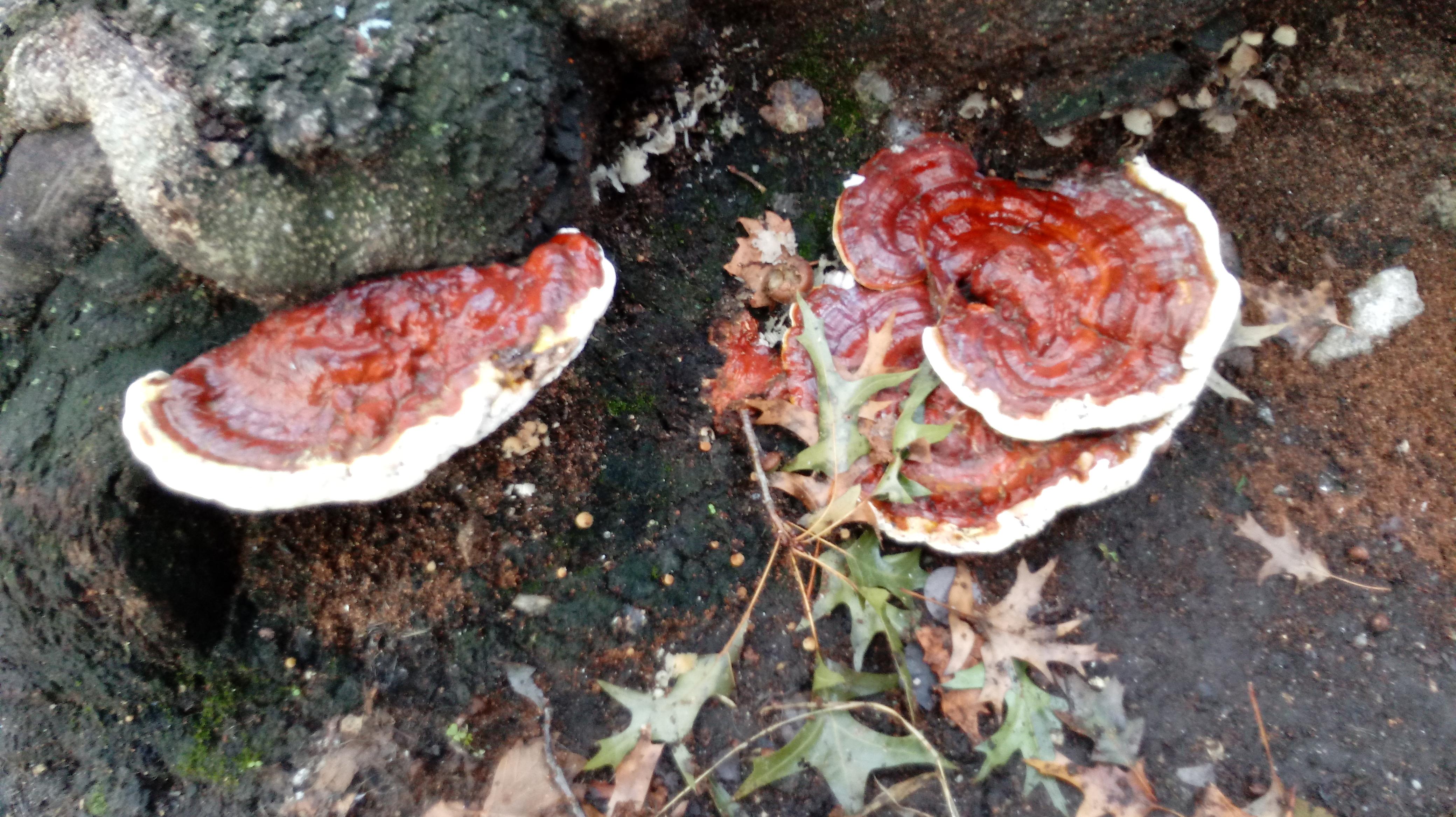 Reishi mushrooms (I think) found growing at the base of a tree in Brooklyn, NY. I read these are