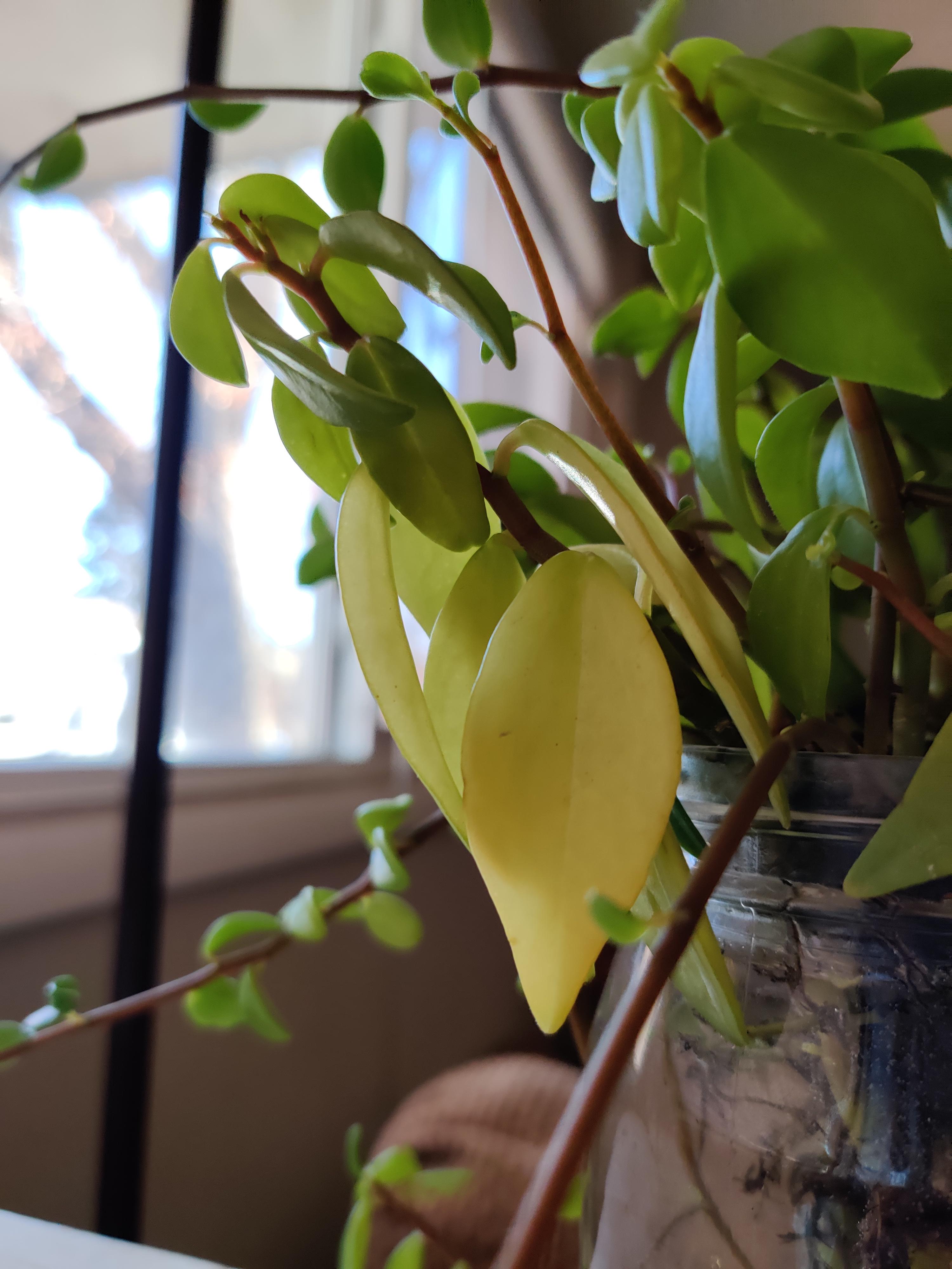 My wax plant has some leaves that are quite yellow and appear to be