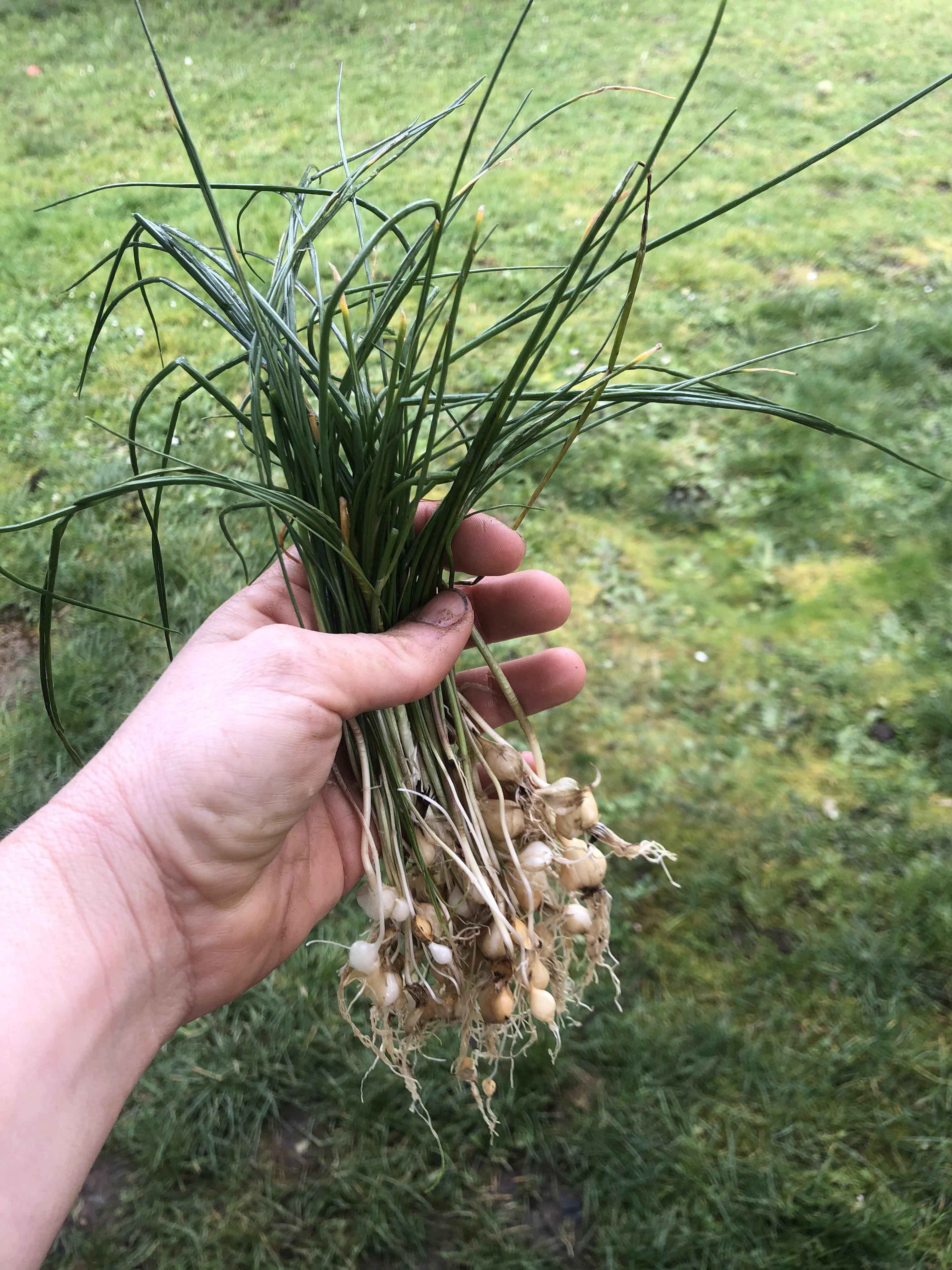 I think I’ve found some wild onions in my backyard in Oregon! r/foraging