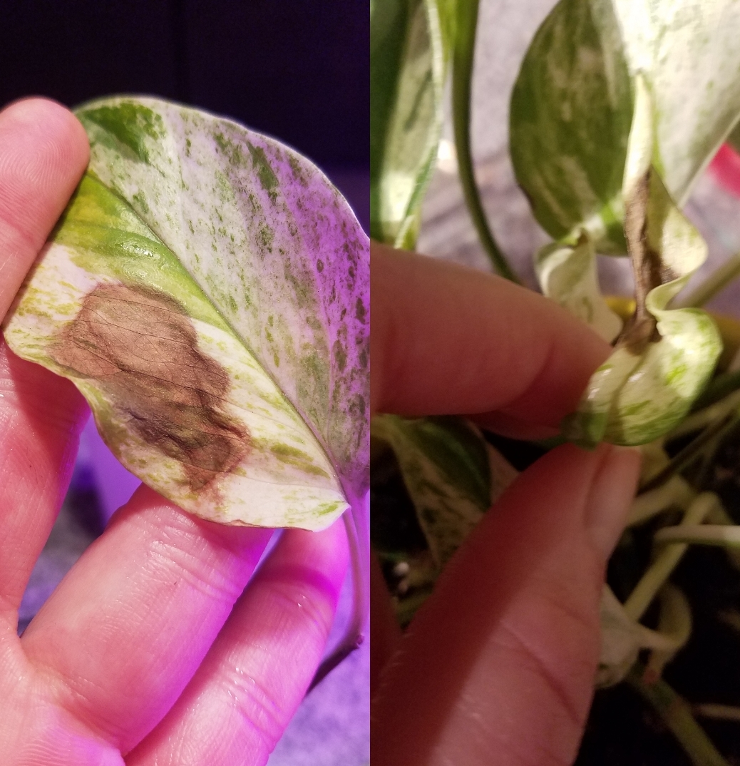 Brown spots on my marble queen? I've never seen anything like this