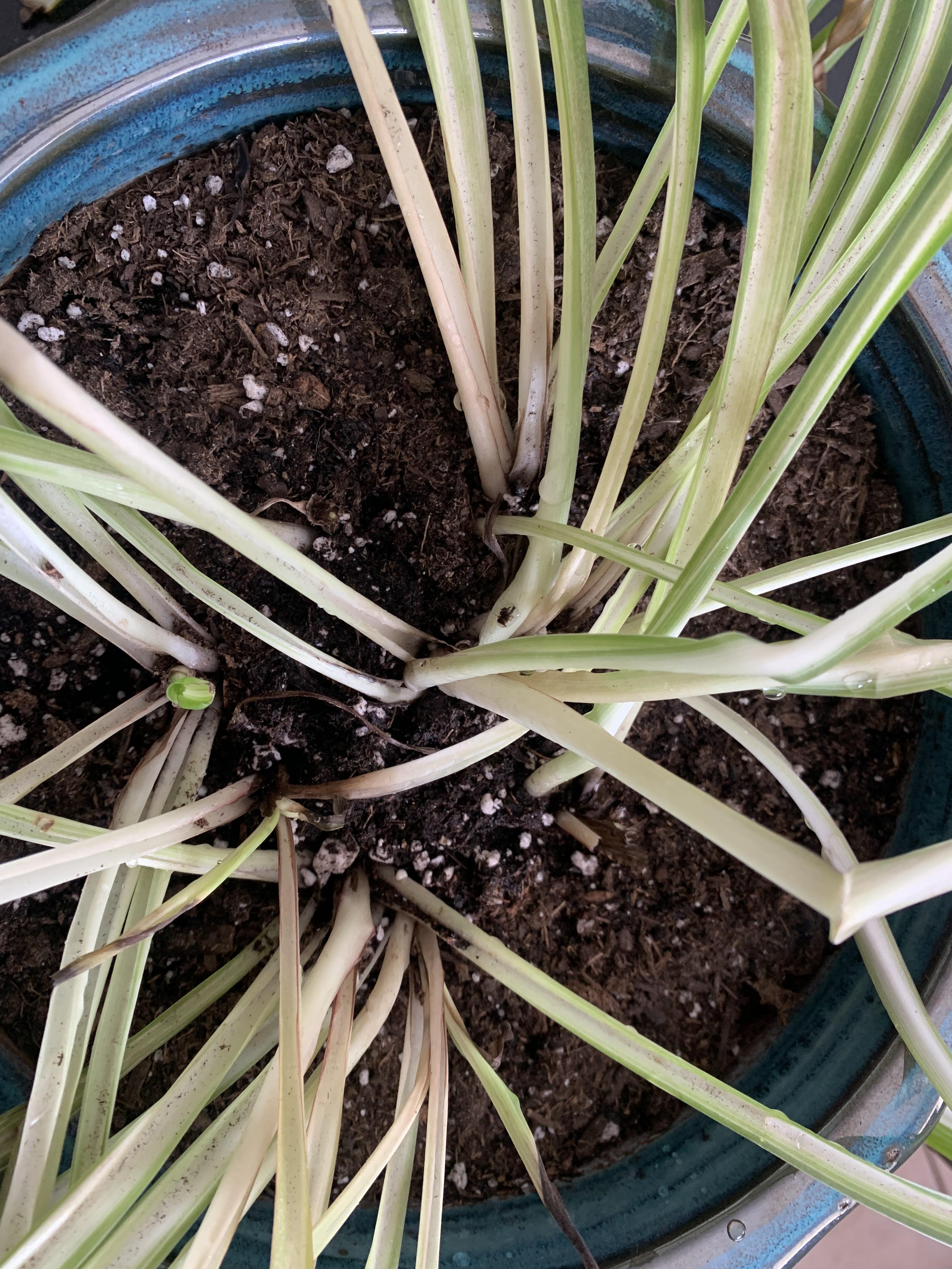 I am really worried about my spider plant. Everytime I take him down to