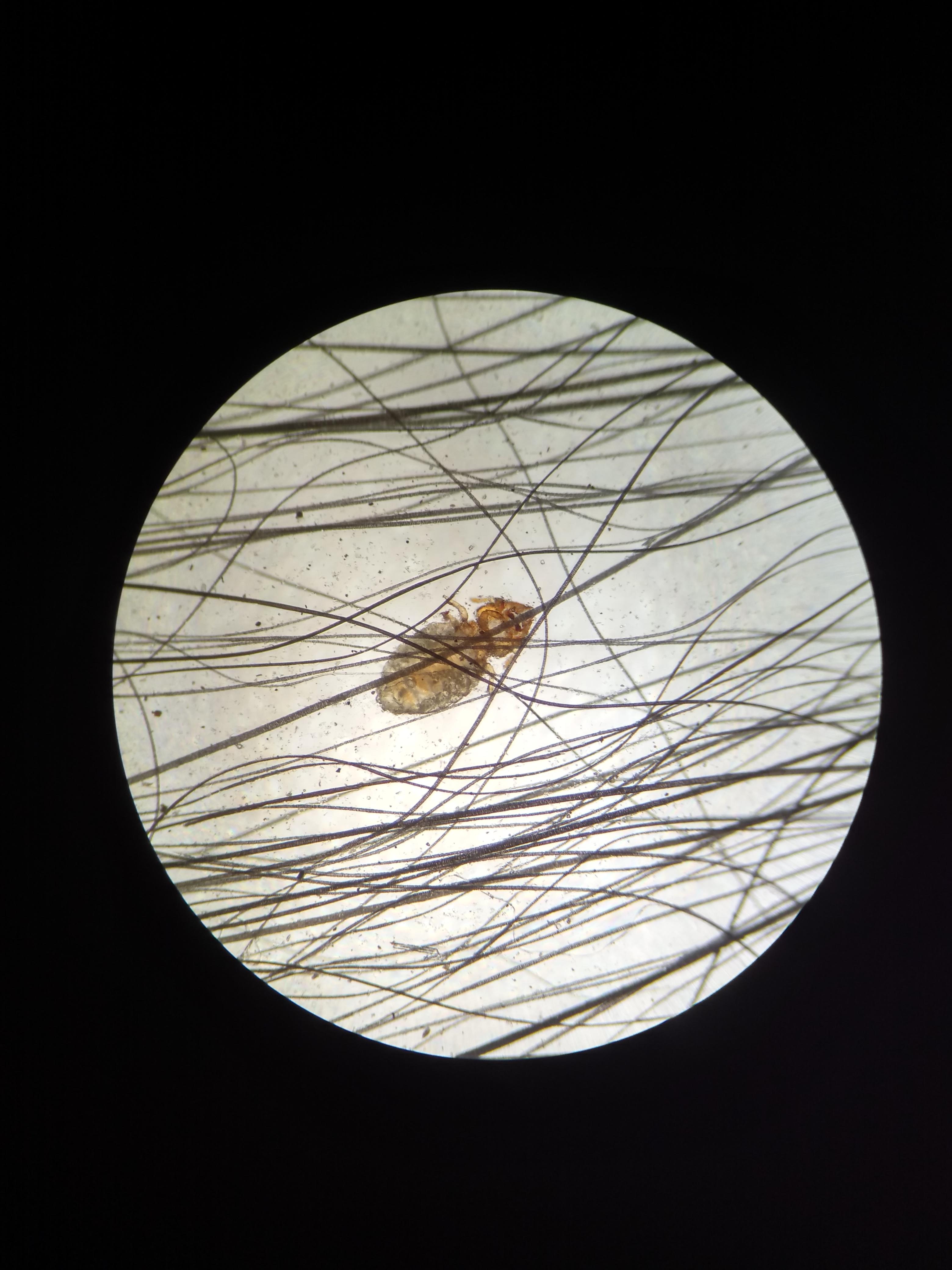 Chewing lice on a cat! r/VetTech