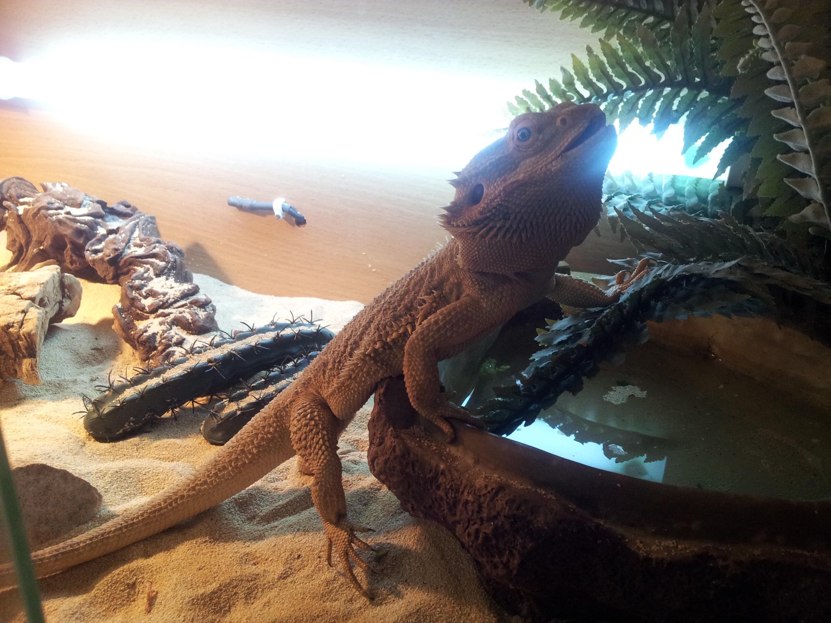 My bearded friend, sleep comfortably. I lost my little lizard