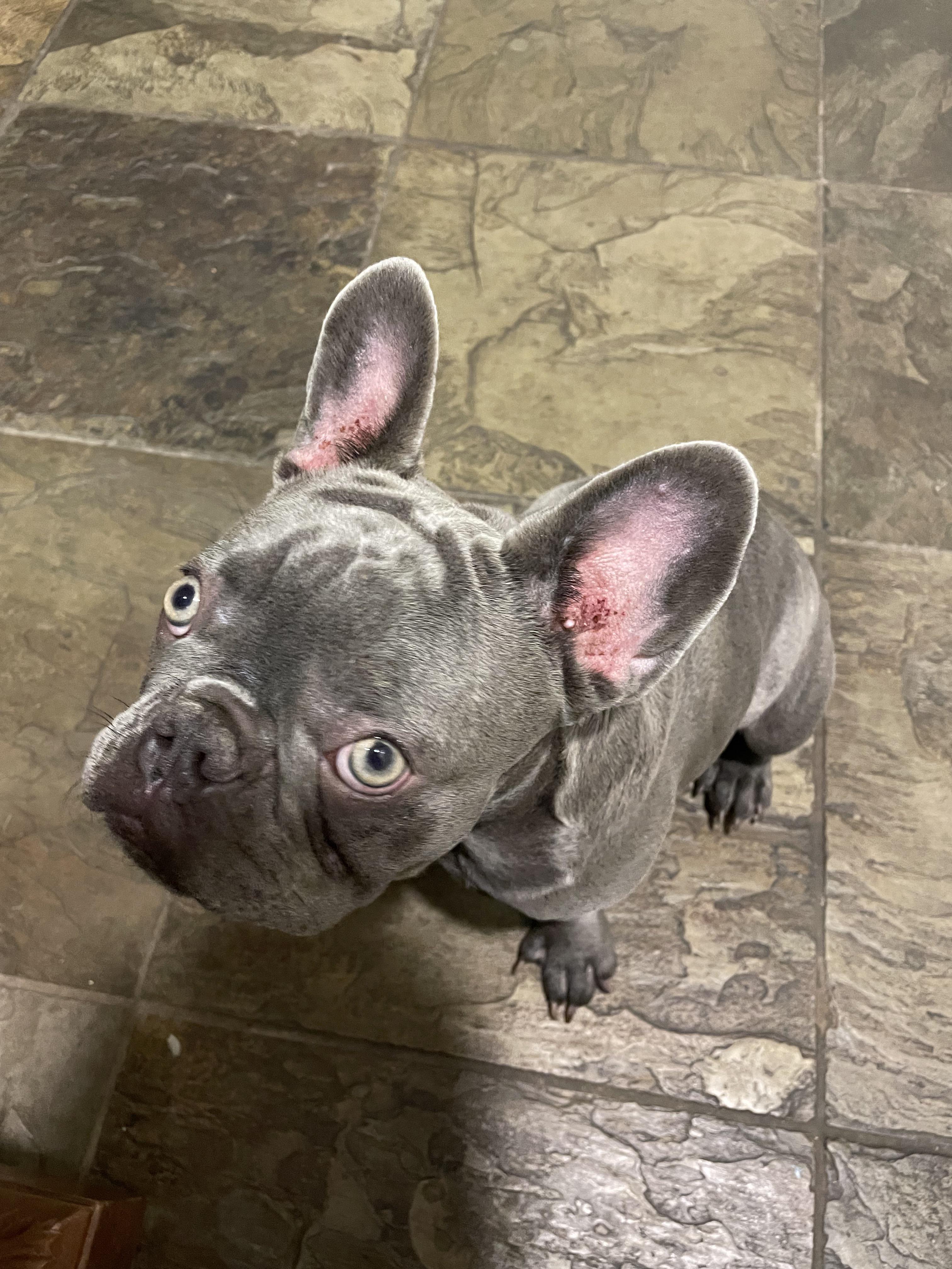 How Do You Clean French Bulldog Ears