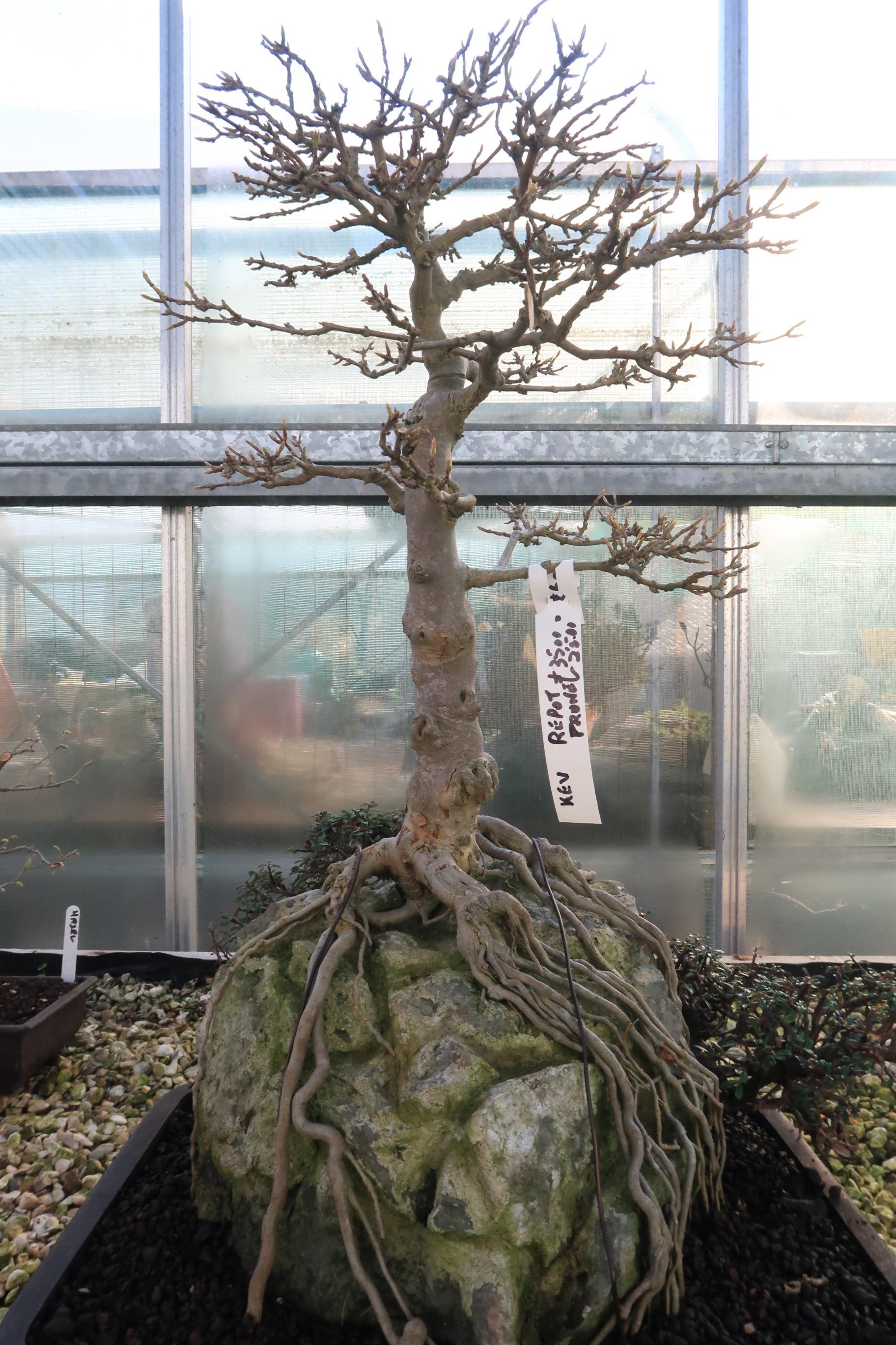 Found this very visual stunning piece at a shop (species unknown) r