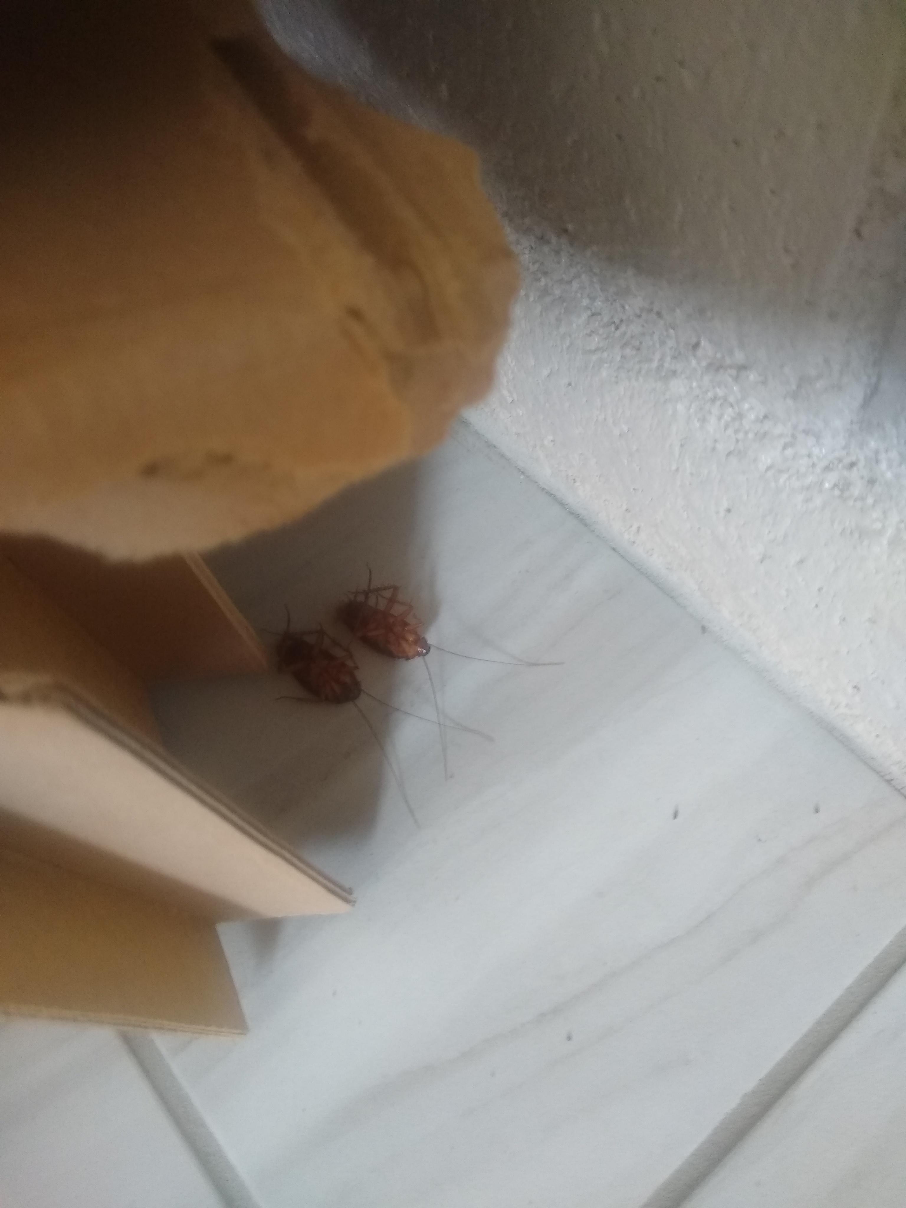 Are these American cockroaches? Is my place infested? r/pestcontrol