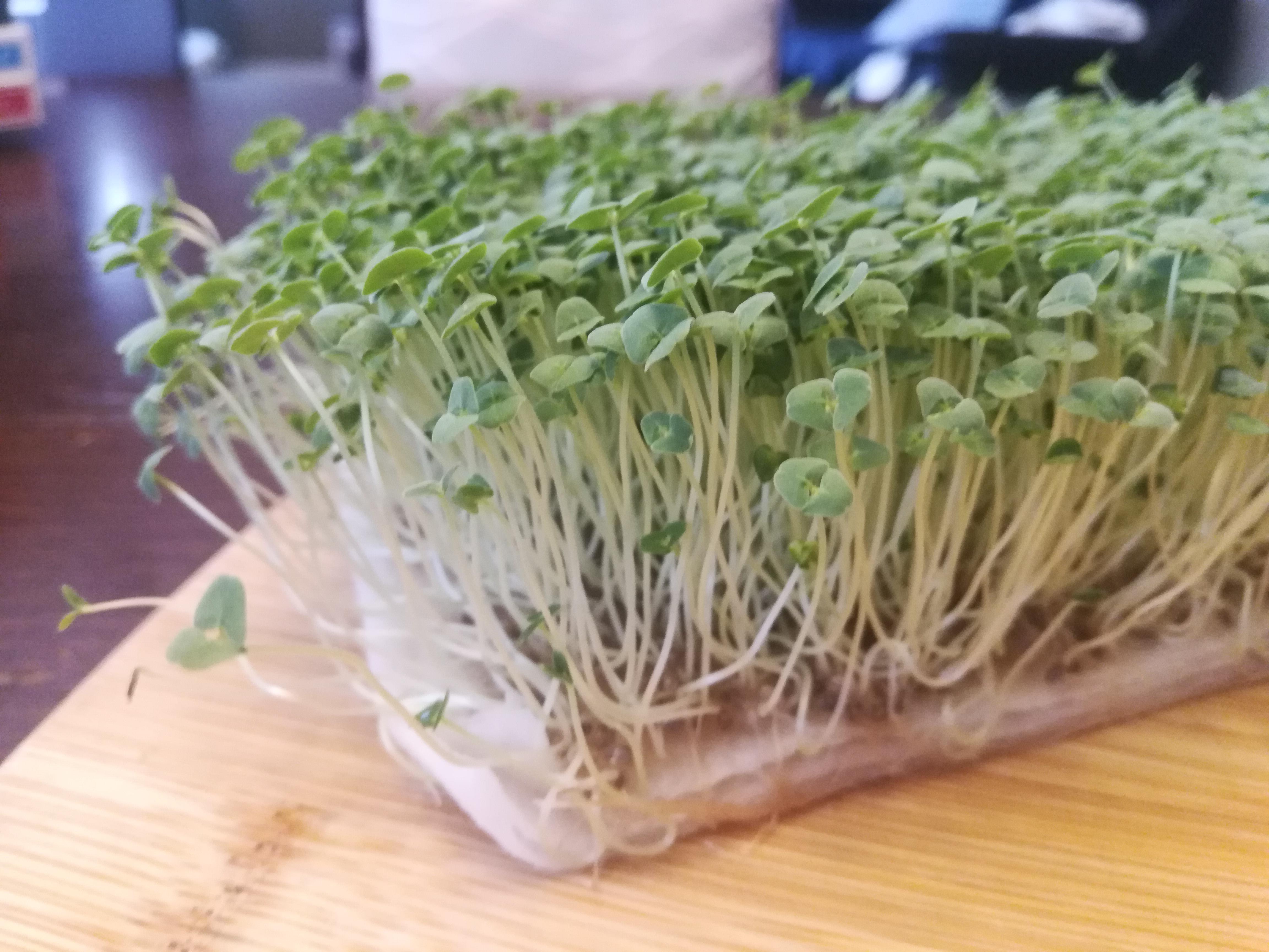 First time growing microgreens! These are chia sprouts after 10 days