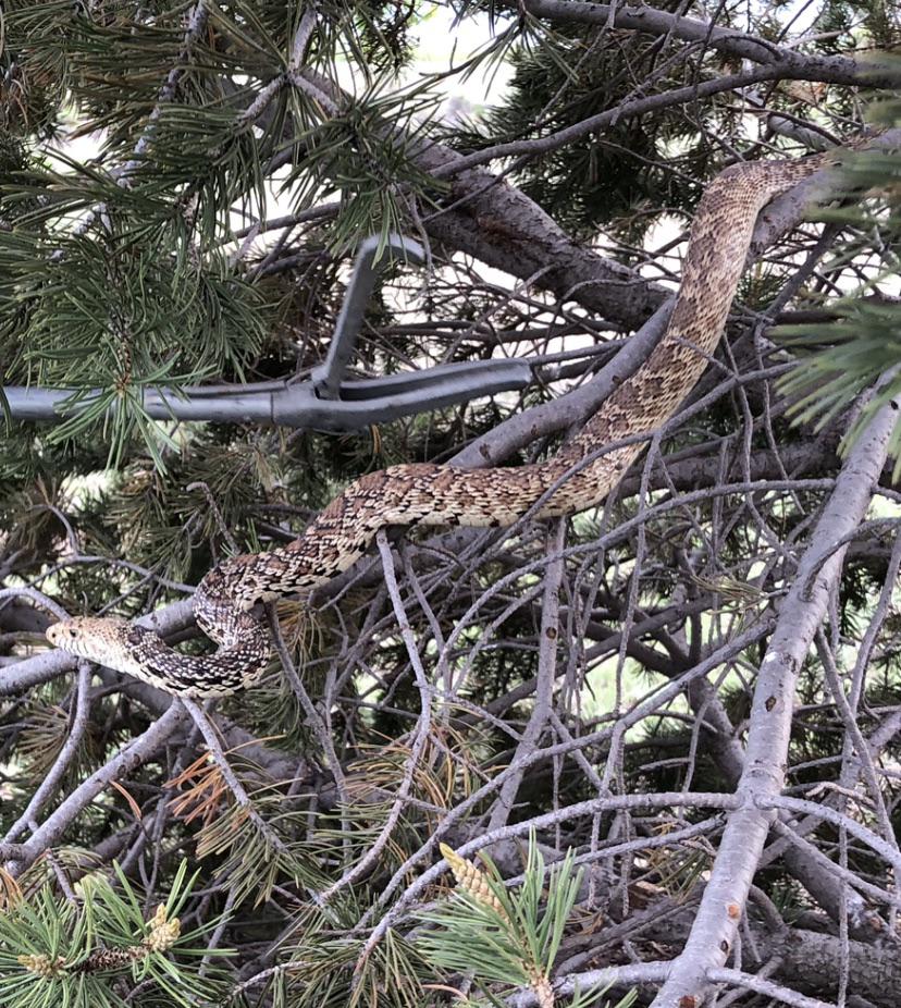 Beautiful Bull Snake I got to catch and relocate at the state park