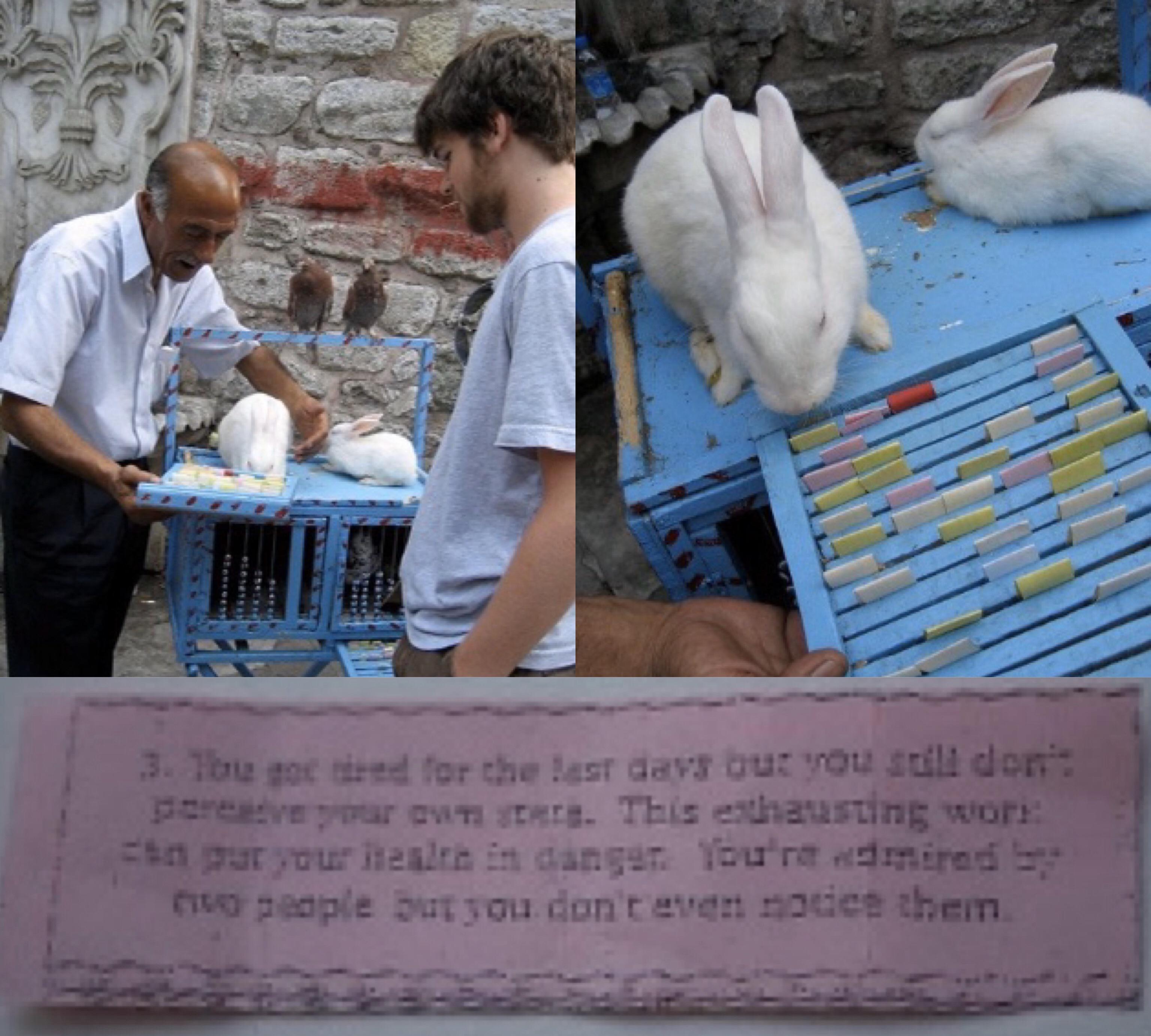 The fortune telling bunny. Istanbul, Turkey r/pics