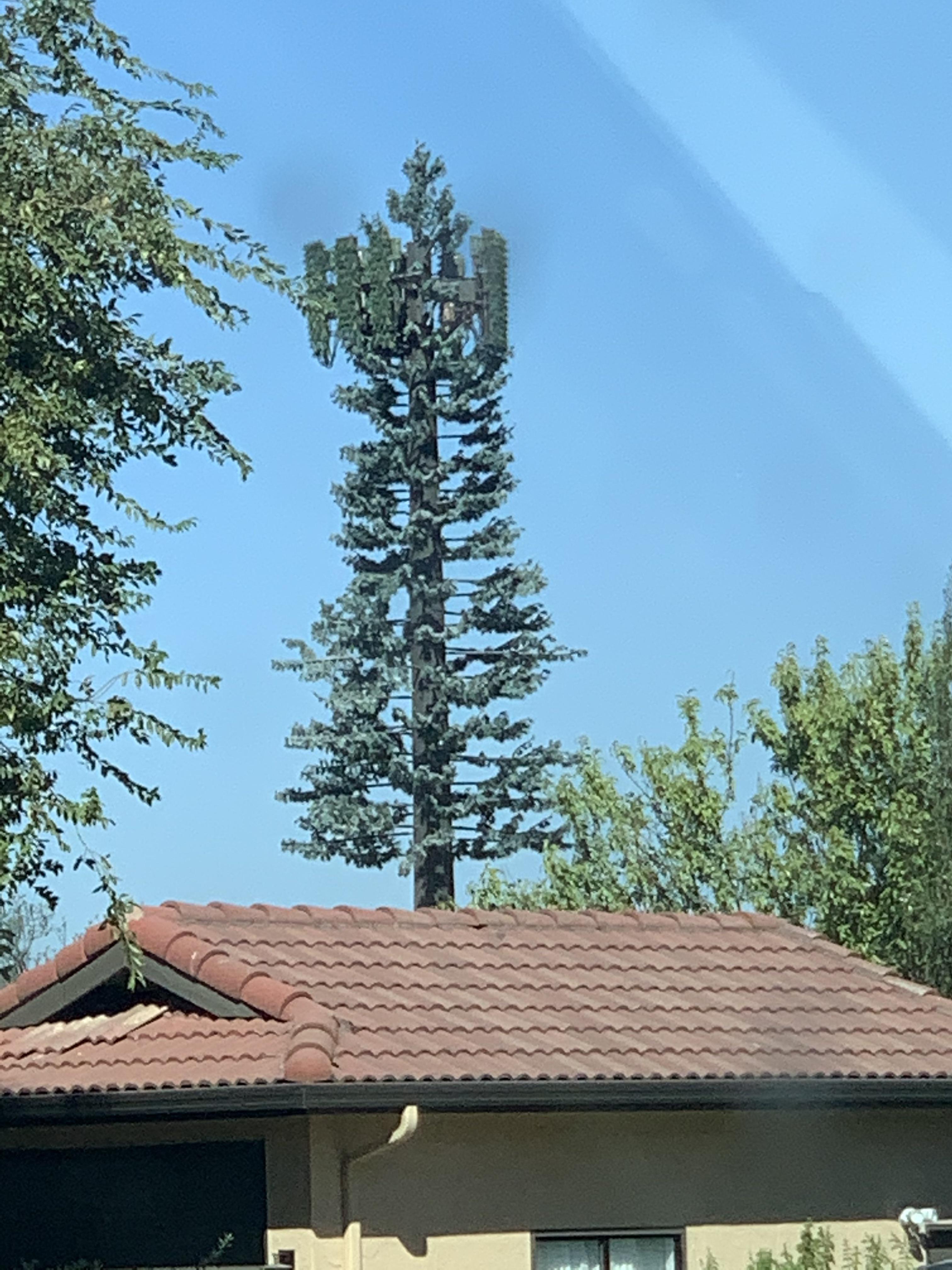 Fake tree spotted in Tracy CA r/TracyCalifornia