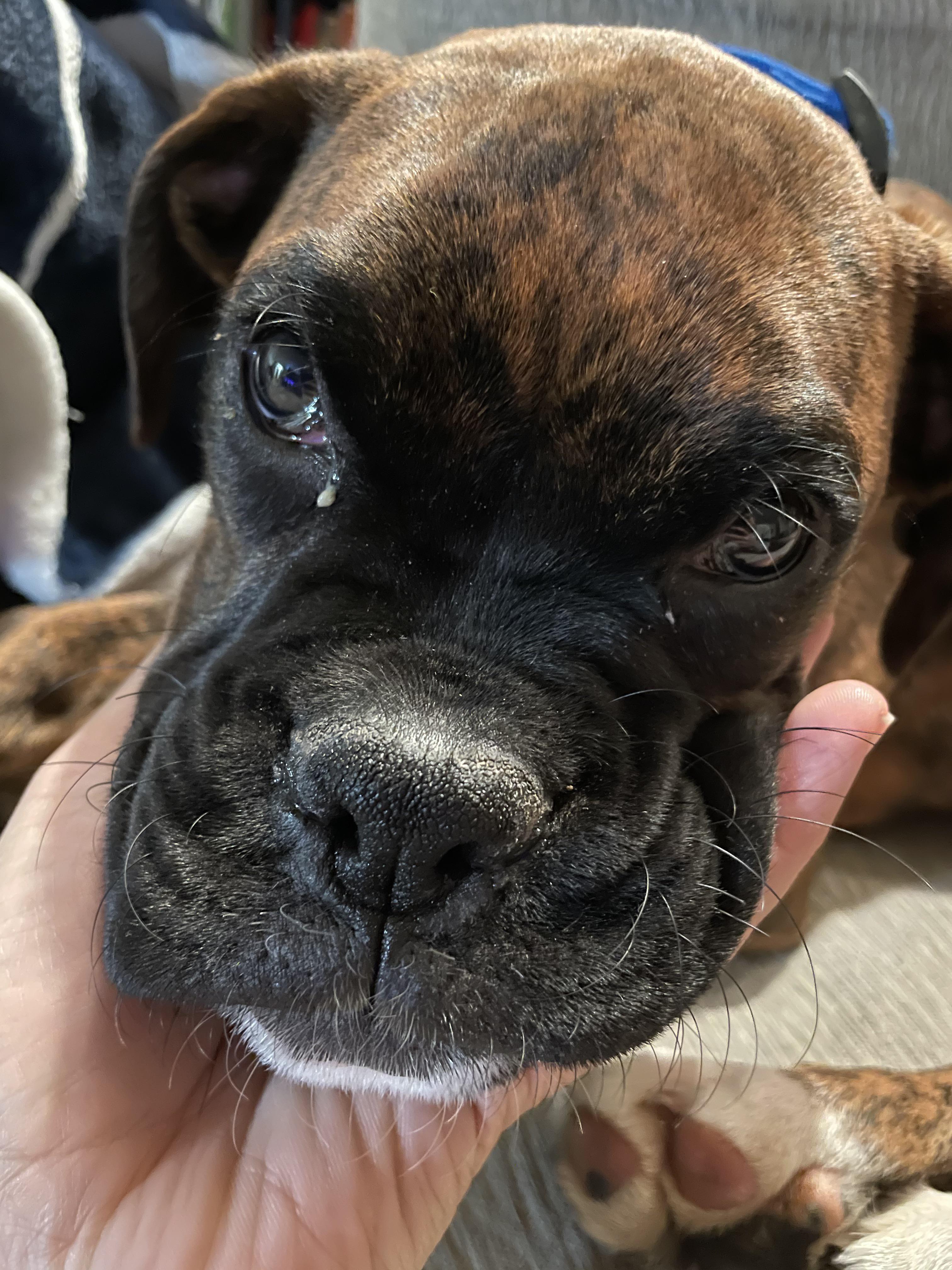 Is It Normal For Boxers To Have Eye Boogers