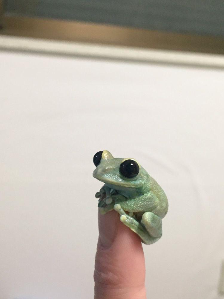 A handsome tree frog r/tinyanimalsonfingers
