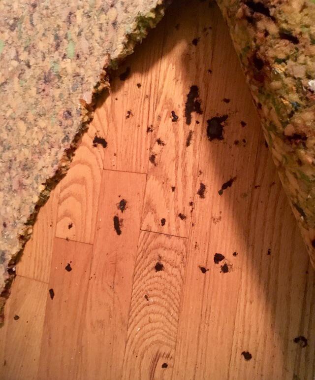 Black spots under carpet padding CleaningTips