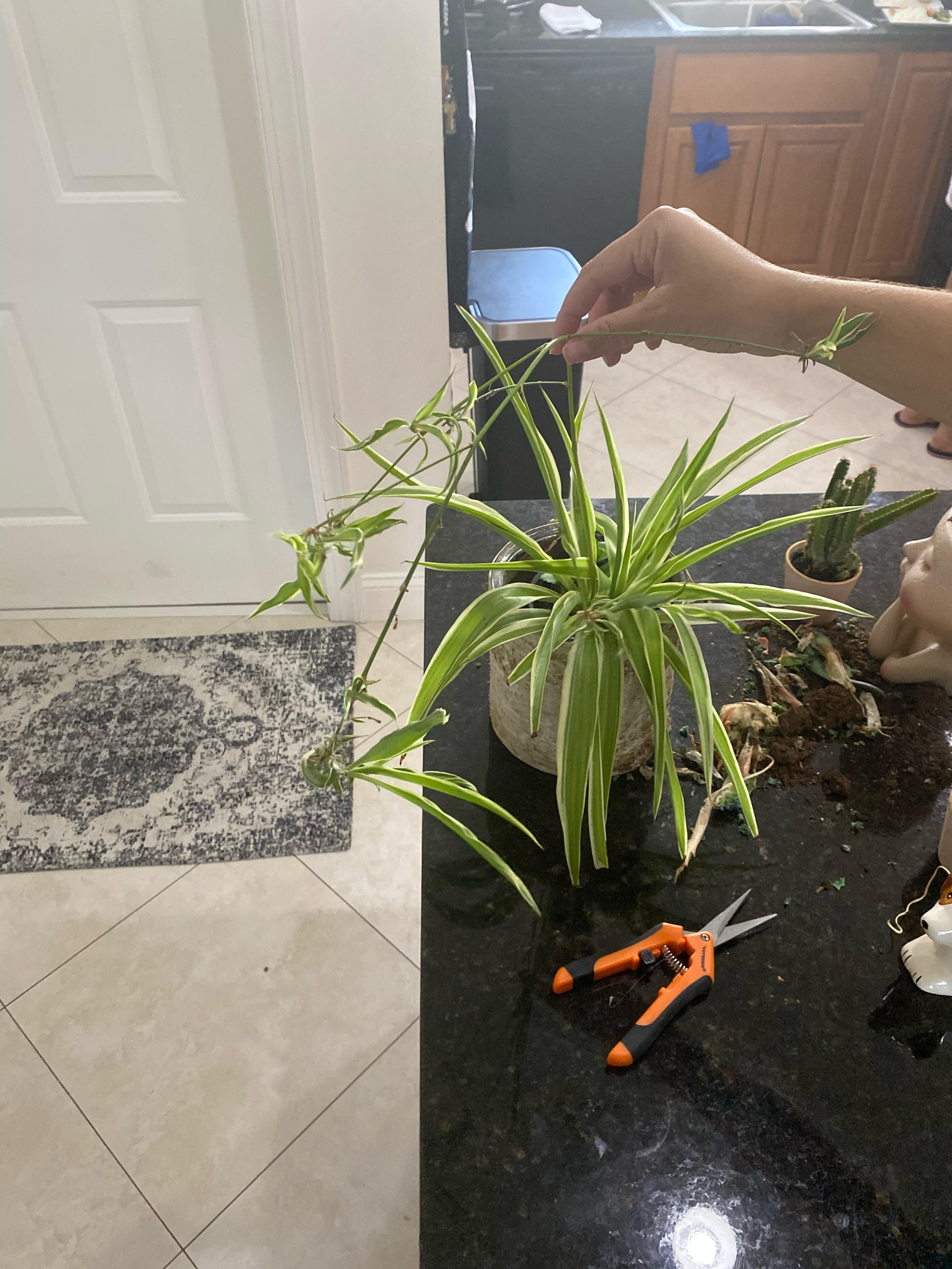 Picked it up at a Costco in Florida, what is it?? r/whatsthisplant