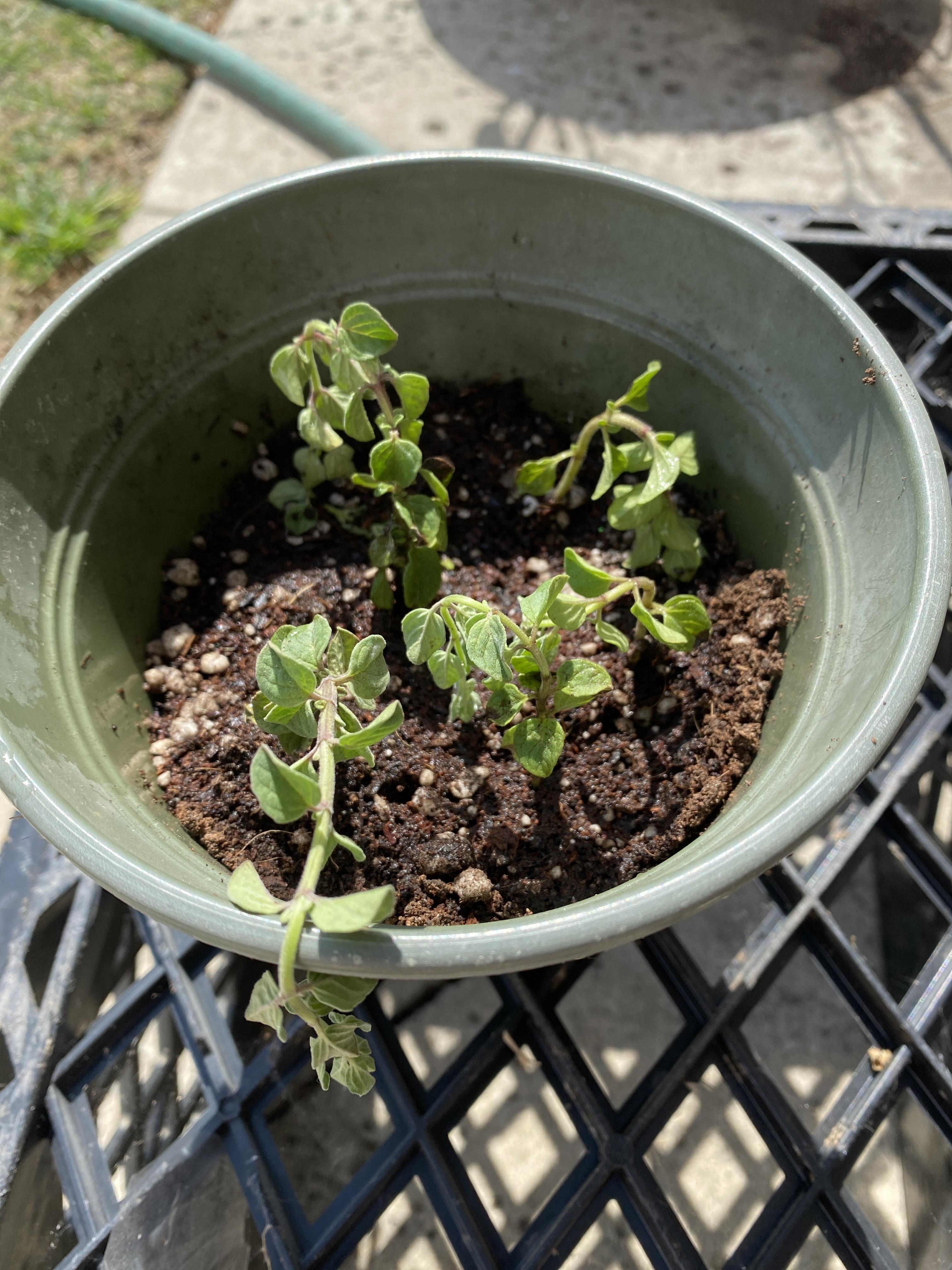Propagated oregano and it got very sad after potting. Help? r/propagation