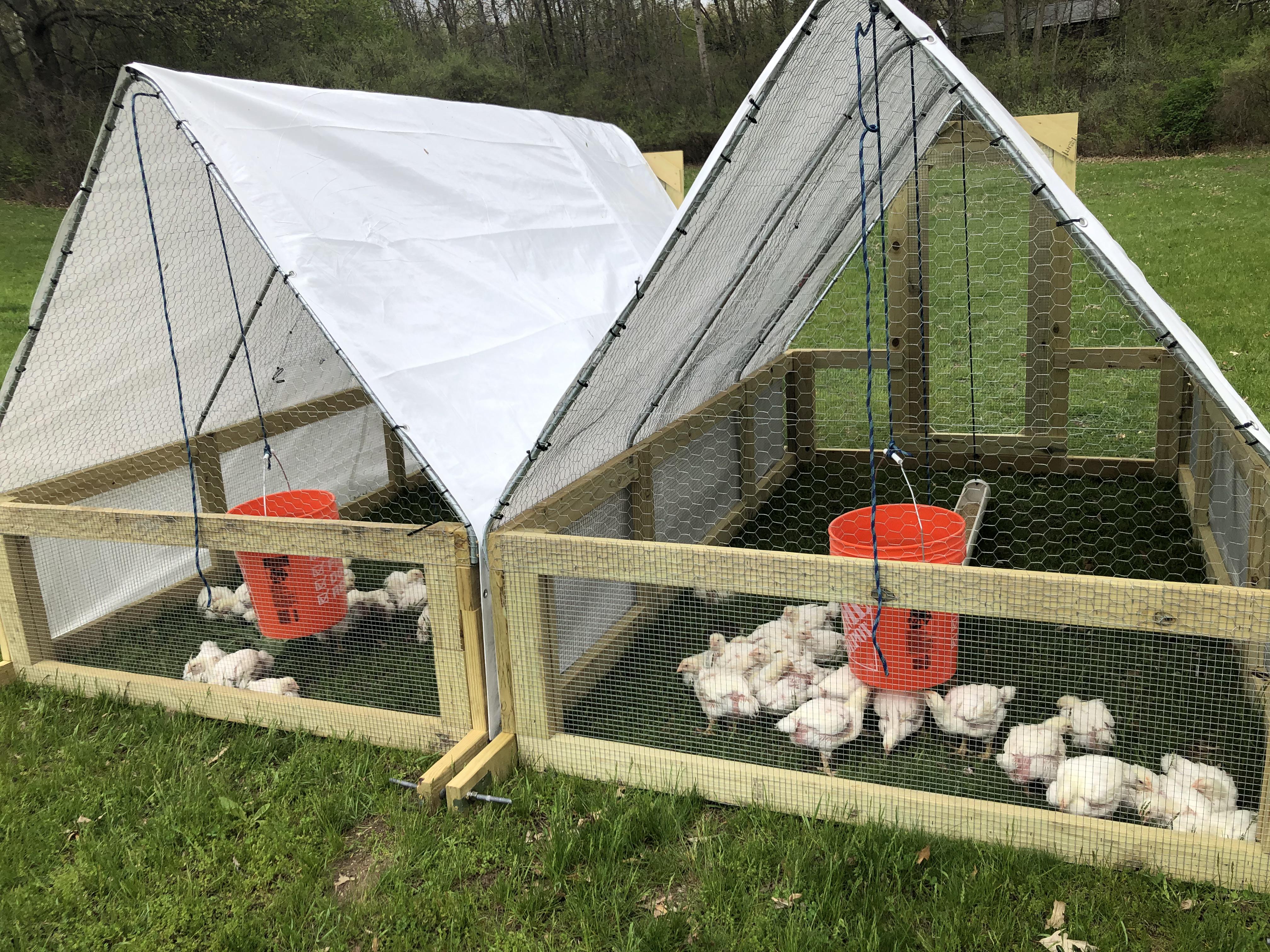 Finished the chicken tractors today and the Cornish X’s are out of the brooder and onto the