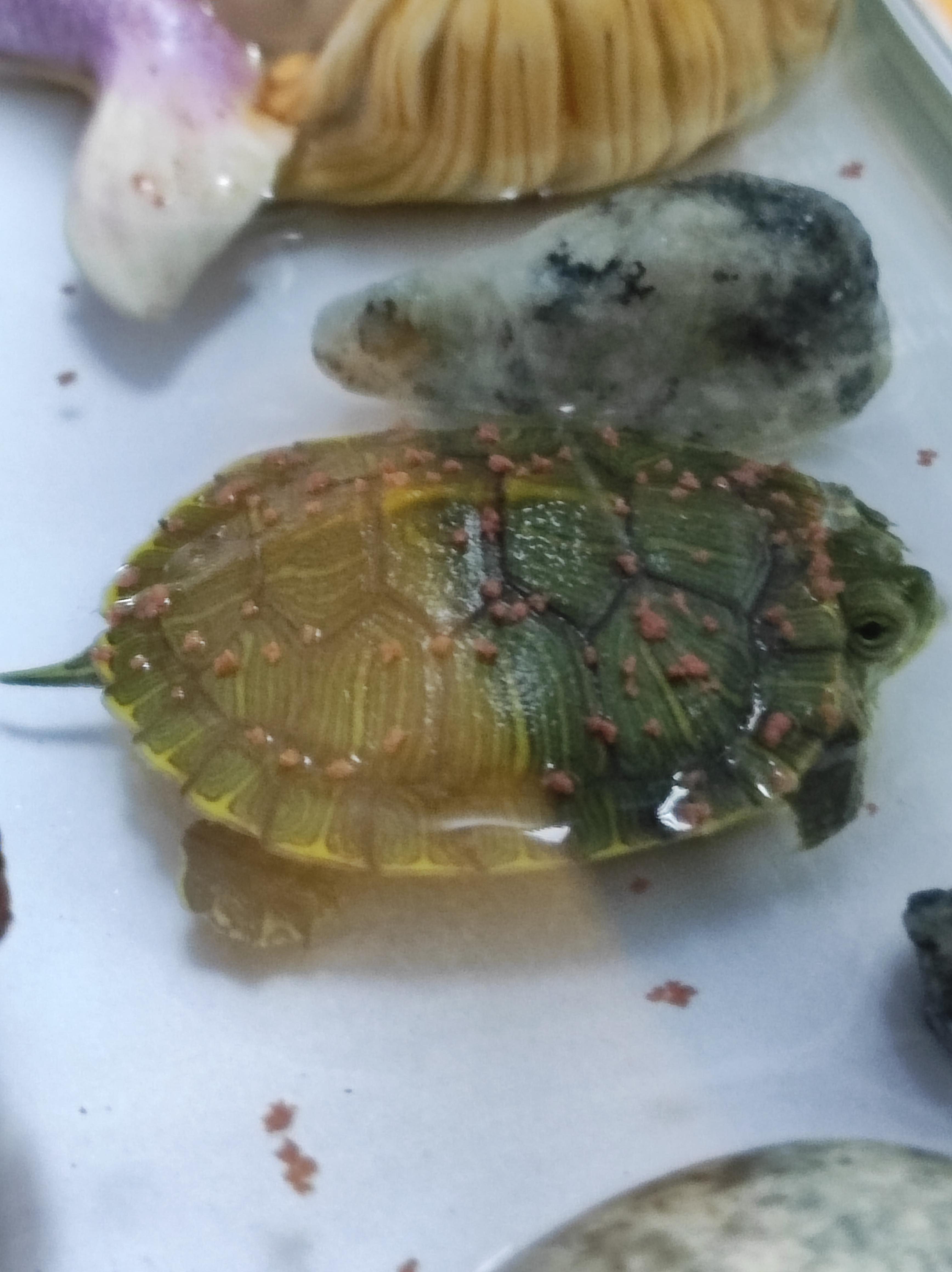 Best Terrapin Posts Reddit