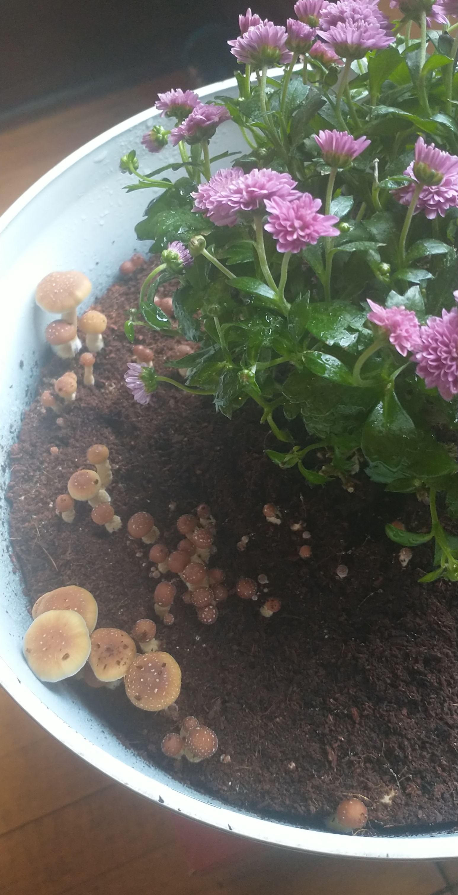 Flower Pot grow r/unclebens