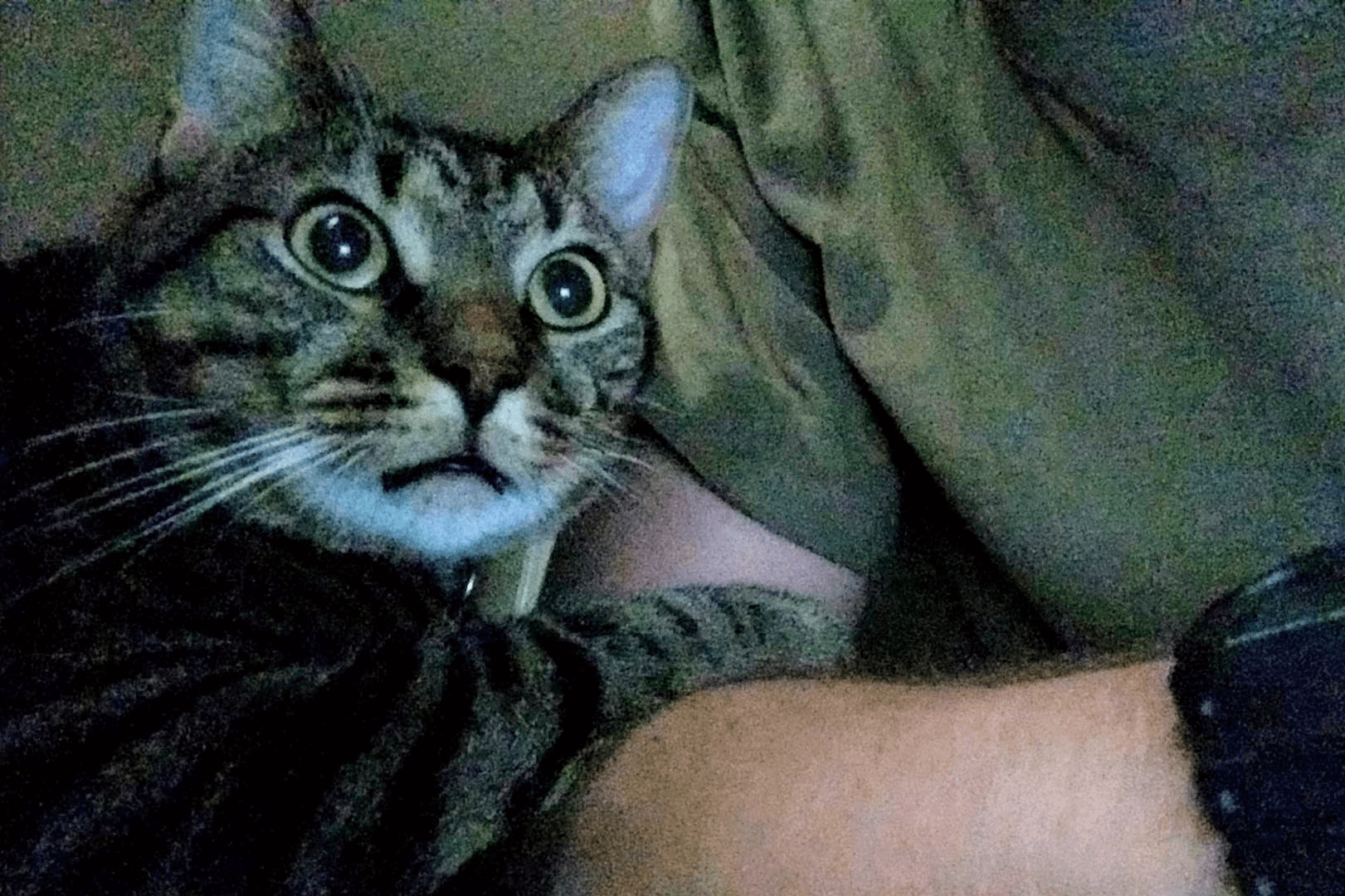 Cat watches a horror flick for the first time r/catpics