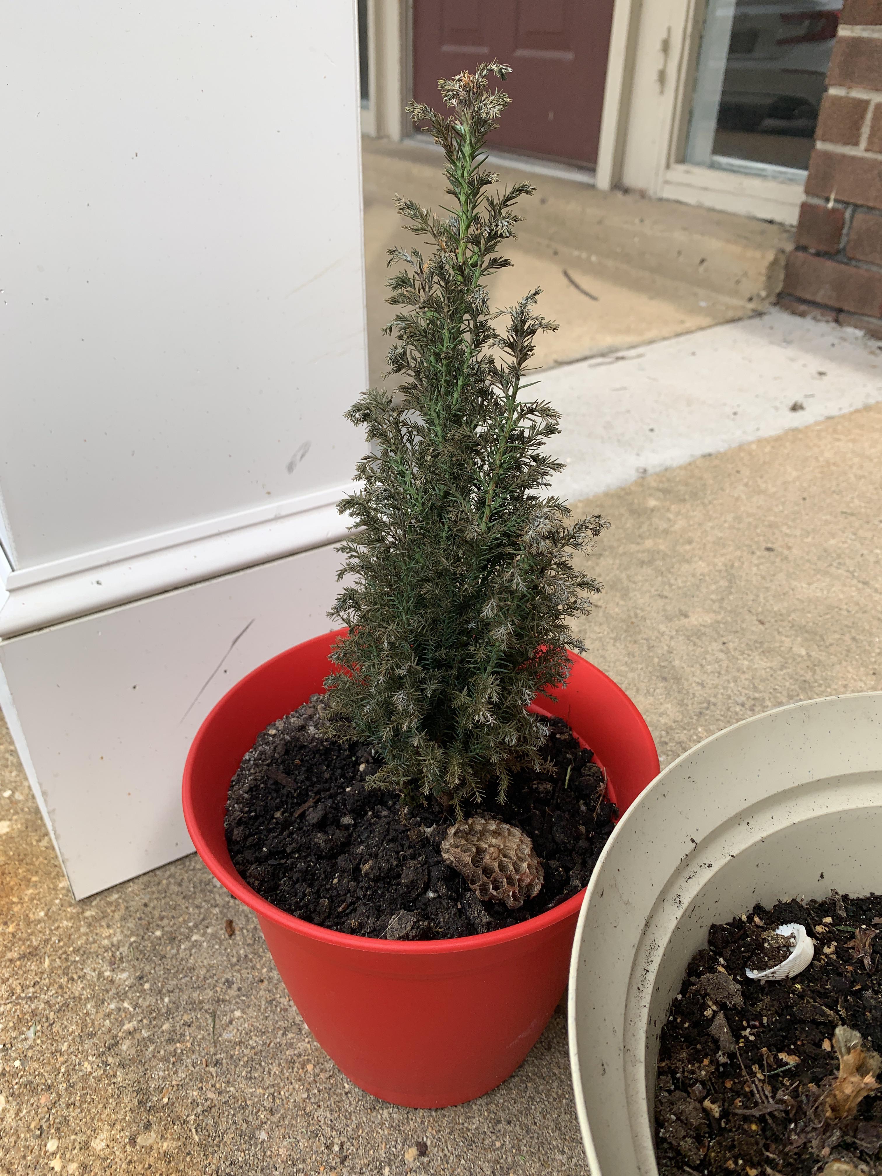 My poor Christmas tree is turning brown