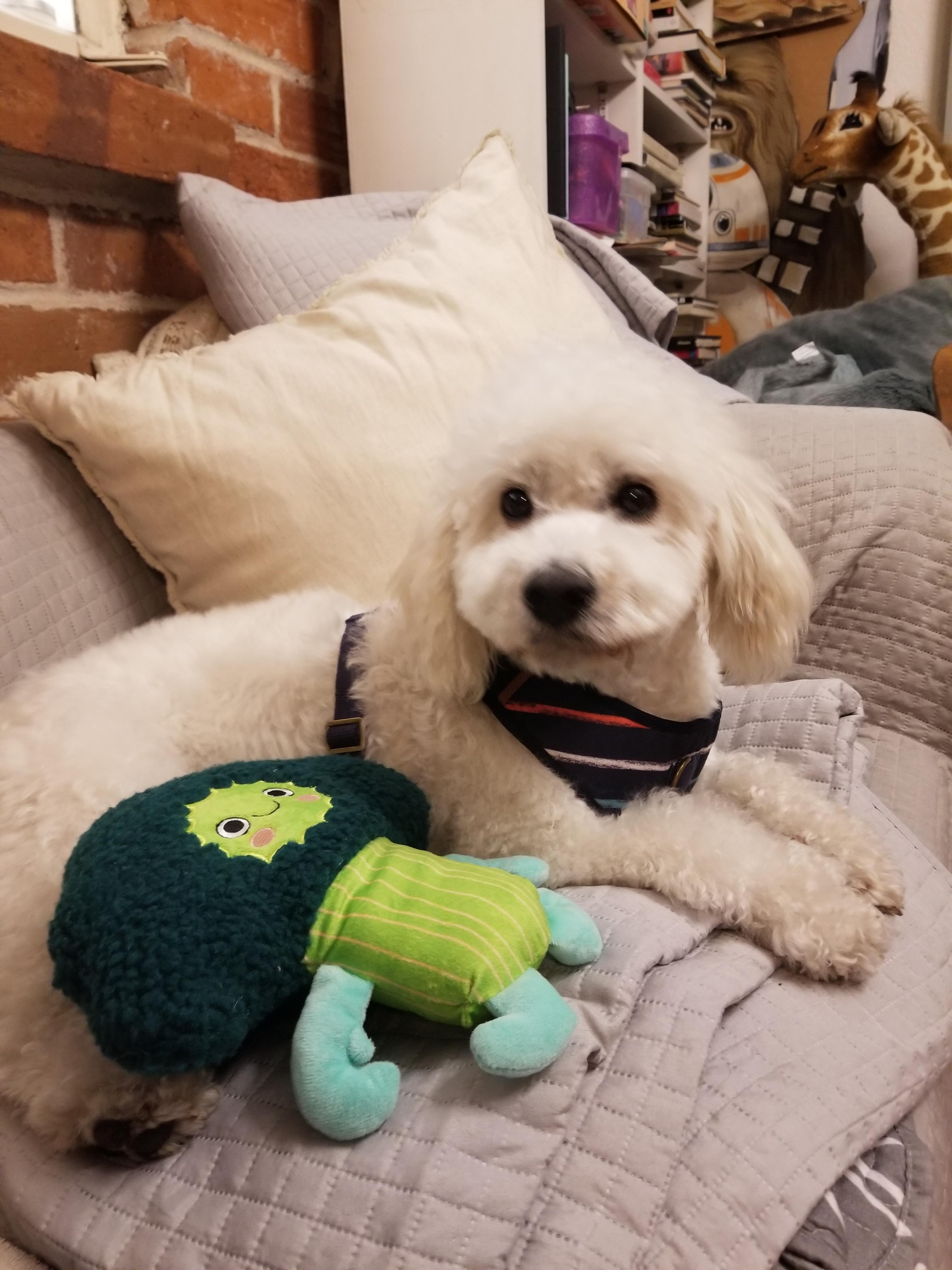 I'm 39 and have always had cats my whole life. I adopted my very first