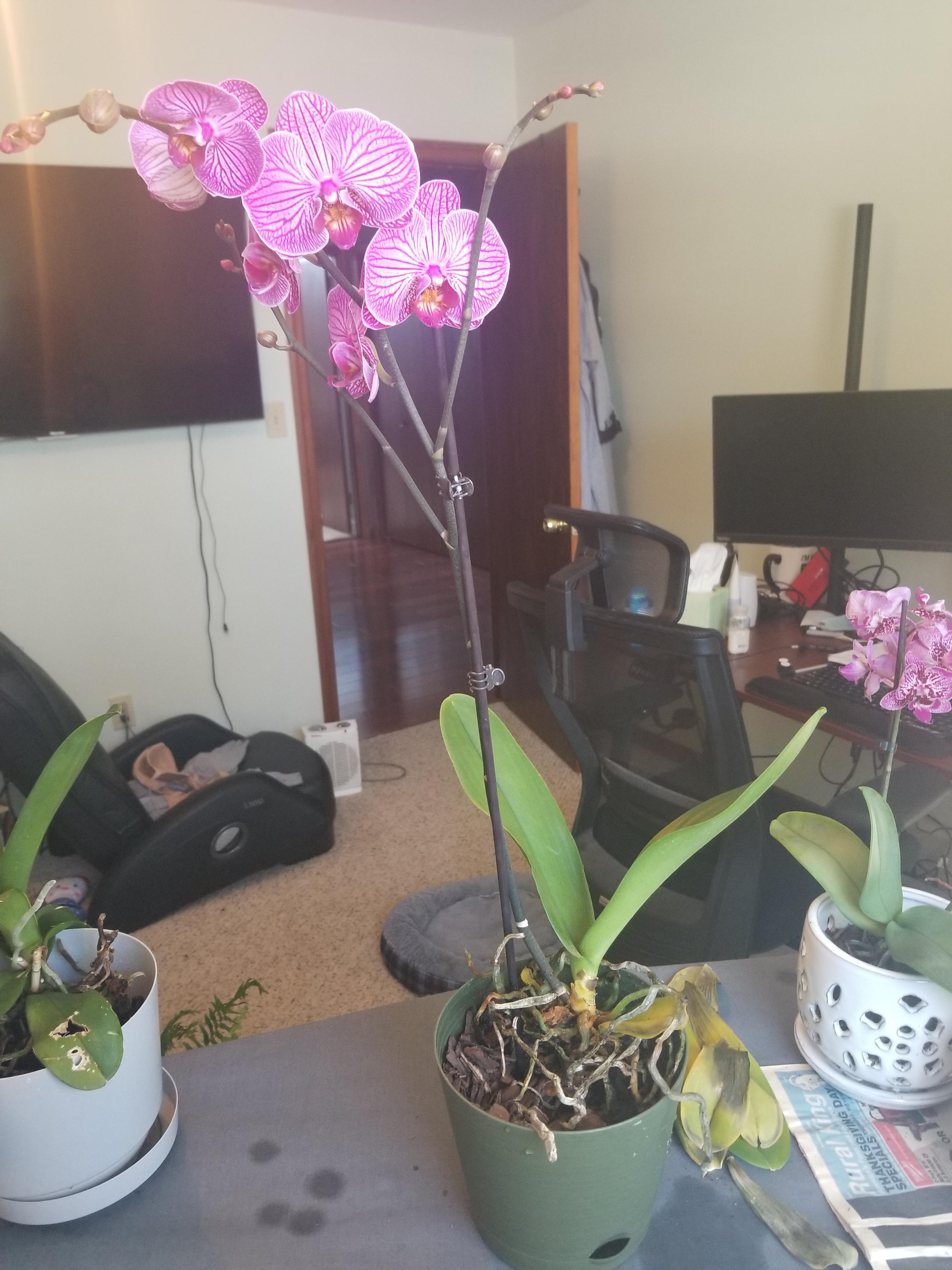 Help! I just bought this last weekend and its dropped most of its