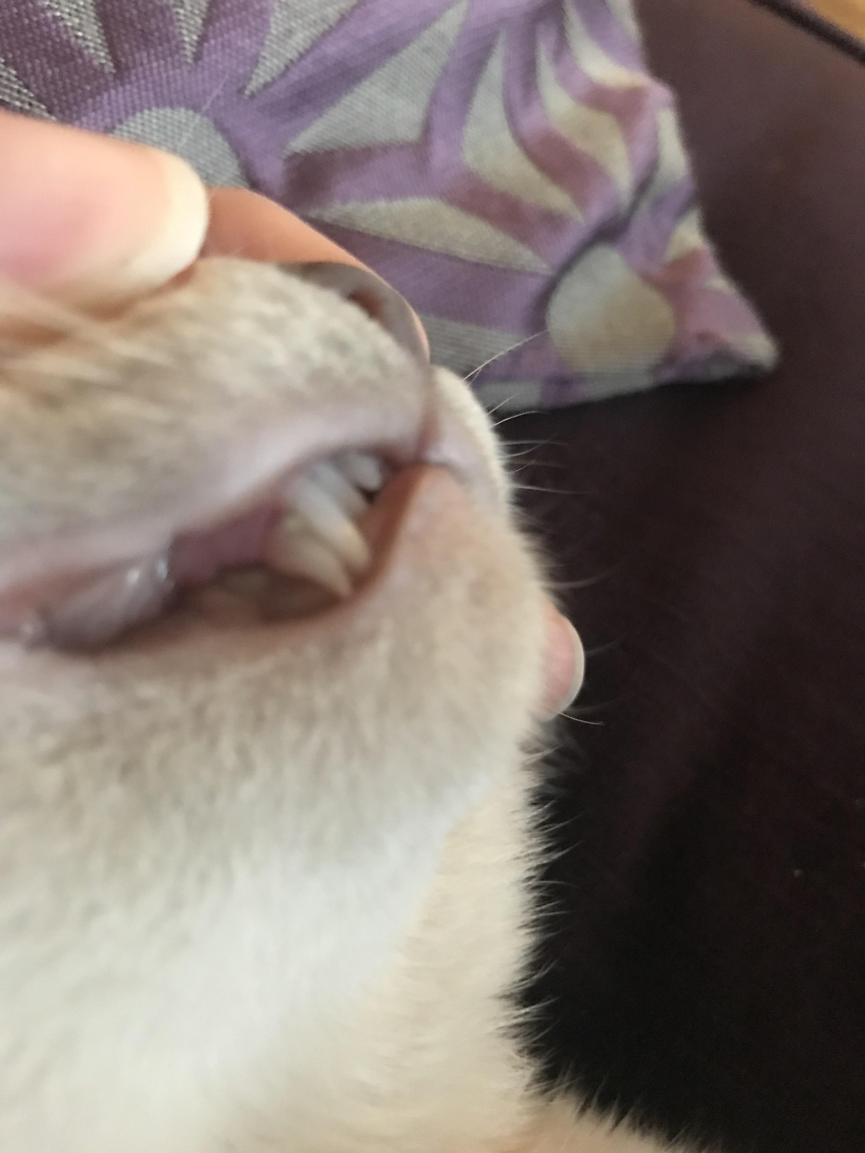 My cats double fang. His adult fang grew through fully without pushing