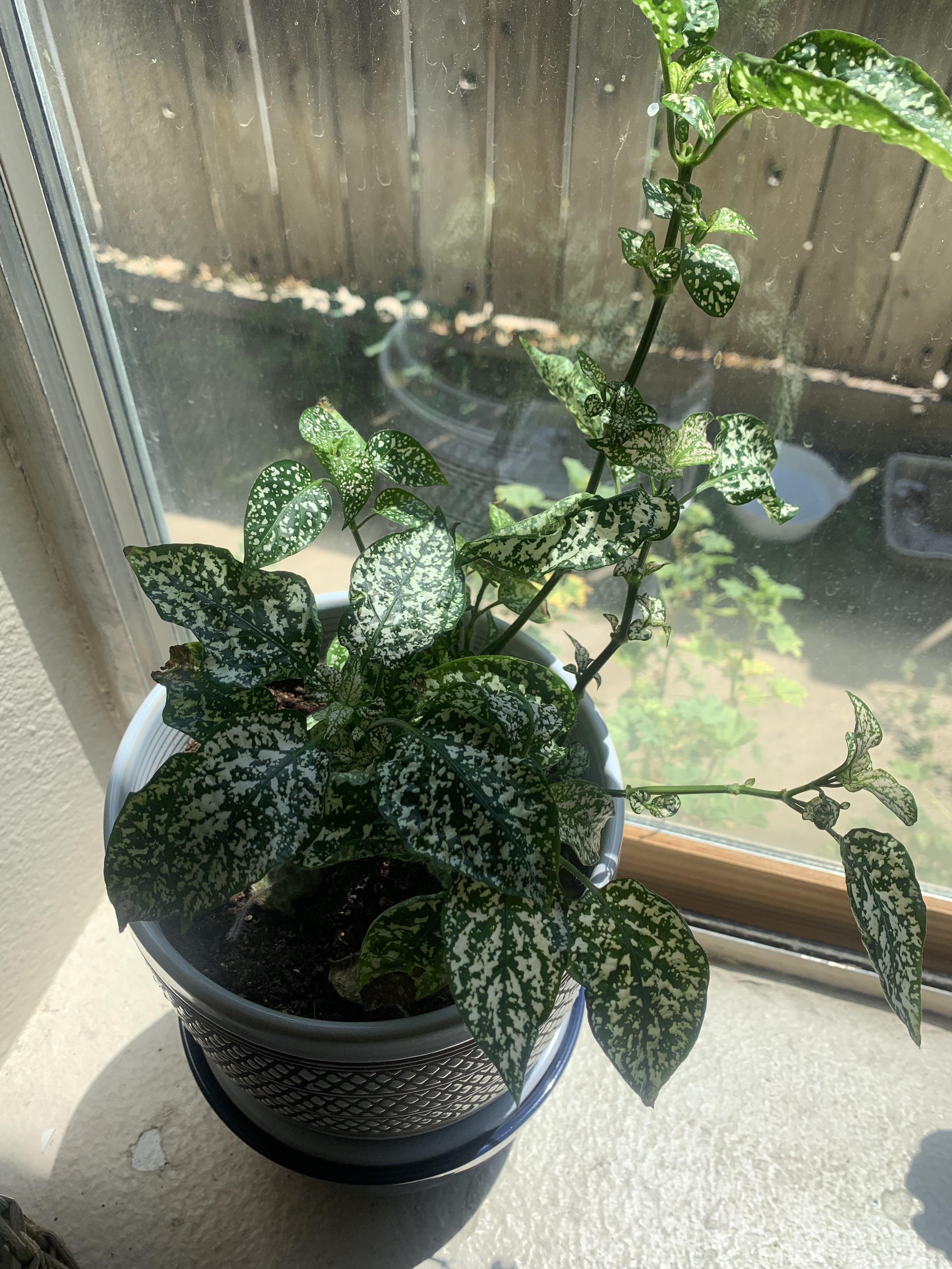 How do I fix my polka dot plant? She keeps getting crispy leaves. But