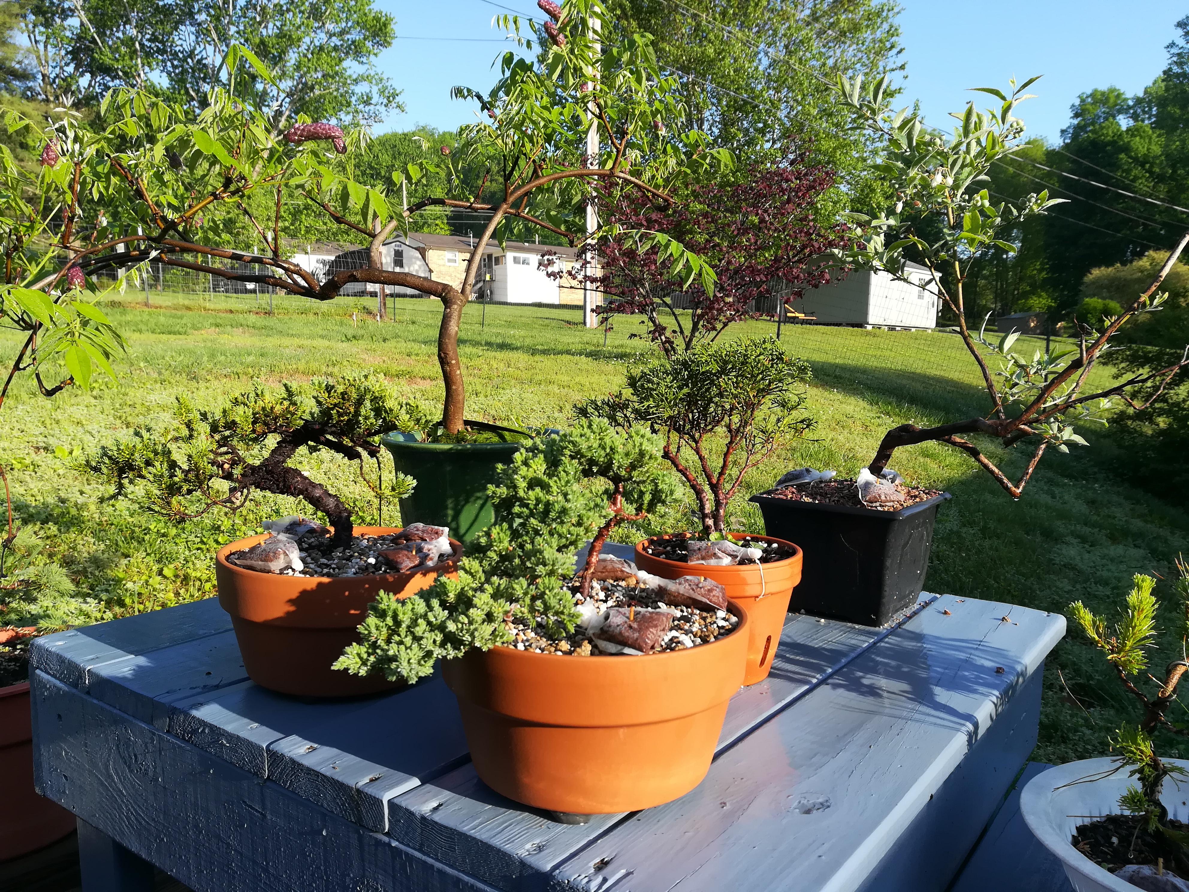 Warm weather looks to be here for real in Middle Tennessee. My trees in