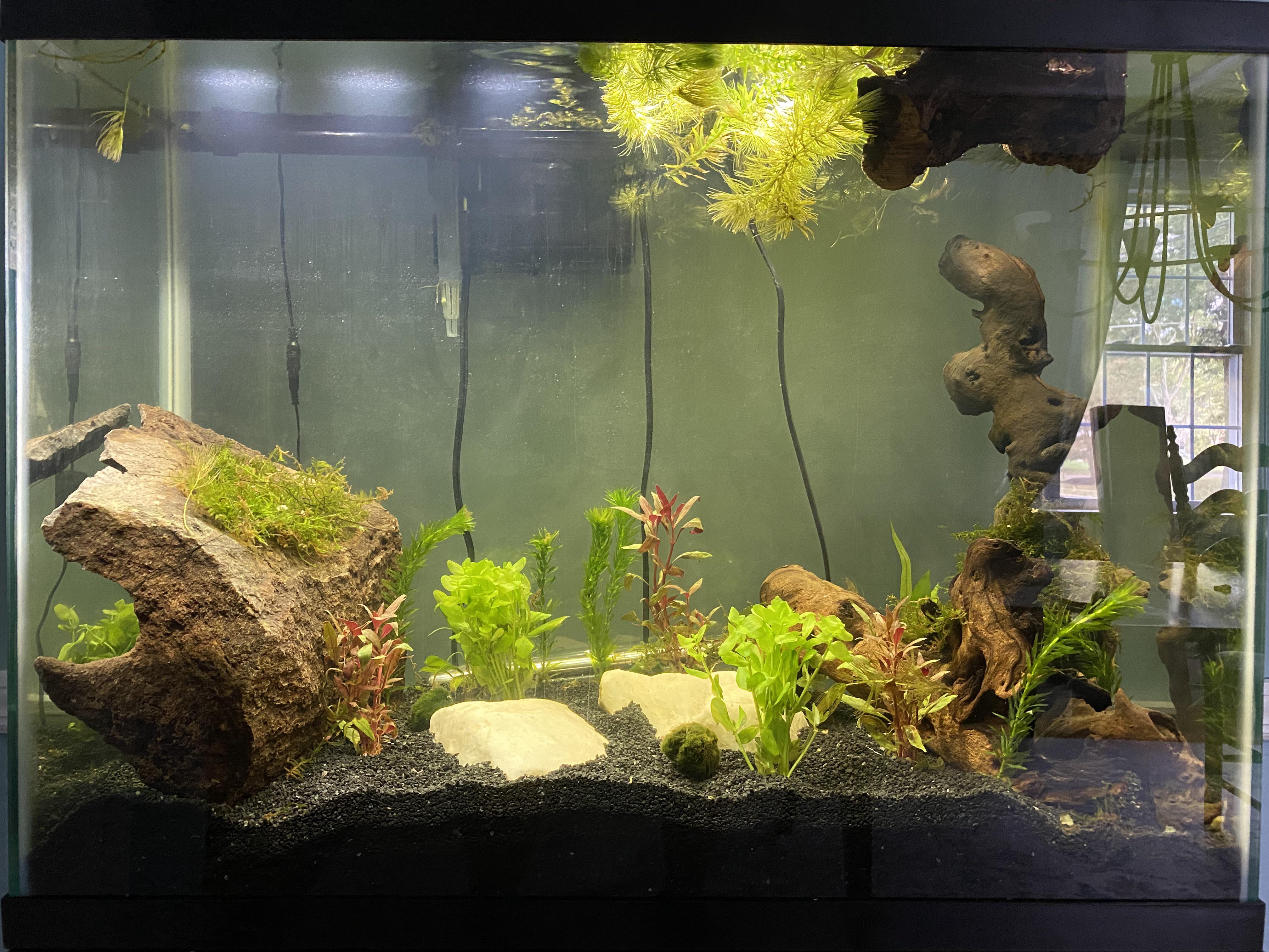 My first planted tank. No fish yet, just added all the plants and I’m