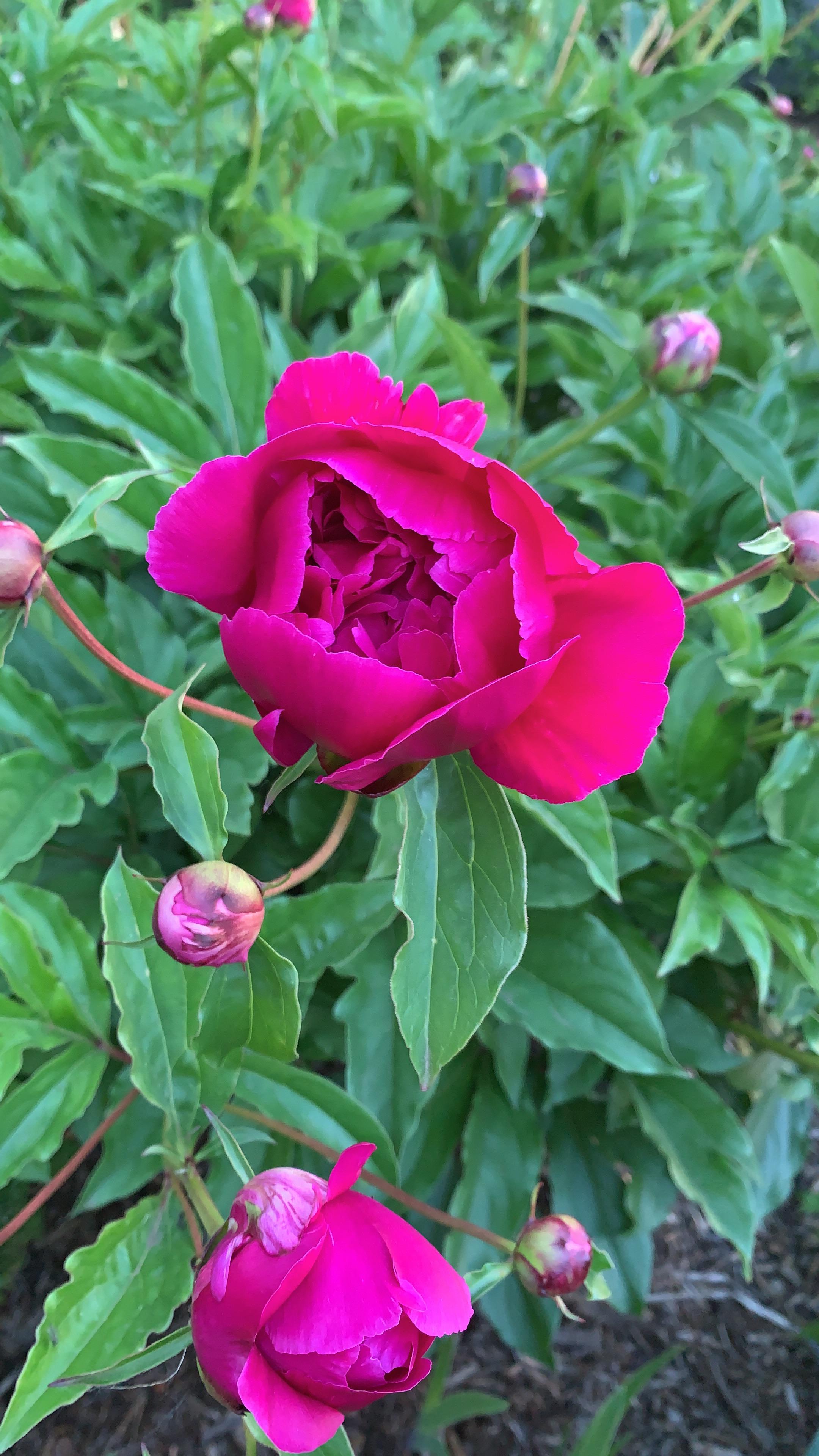 my first peony popping open. a beautiful start to my favourite floral