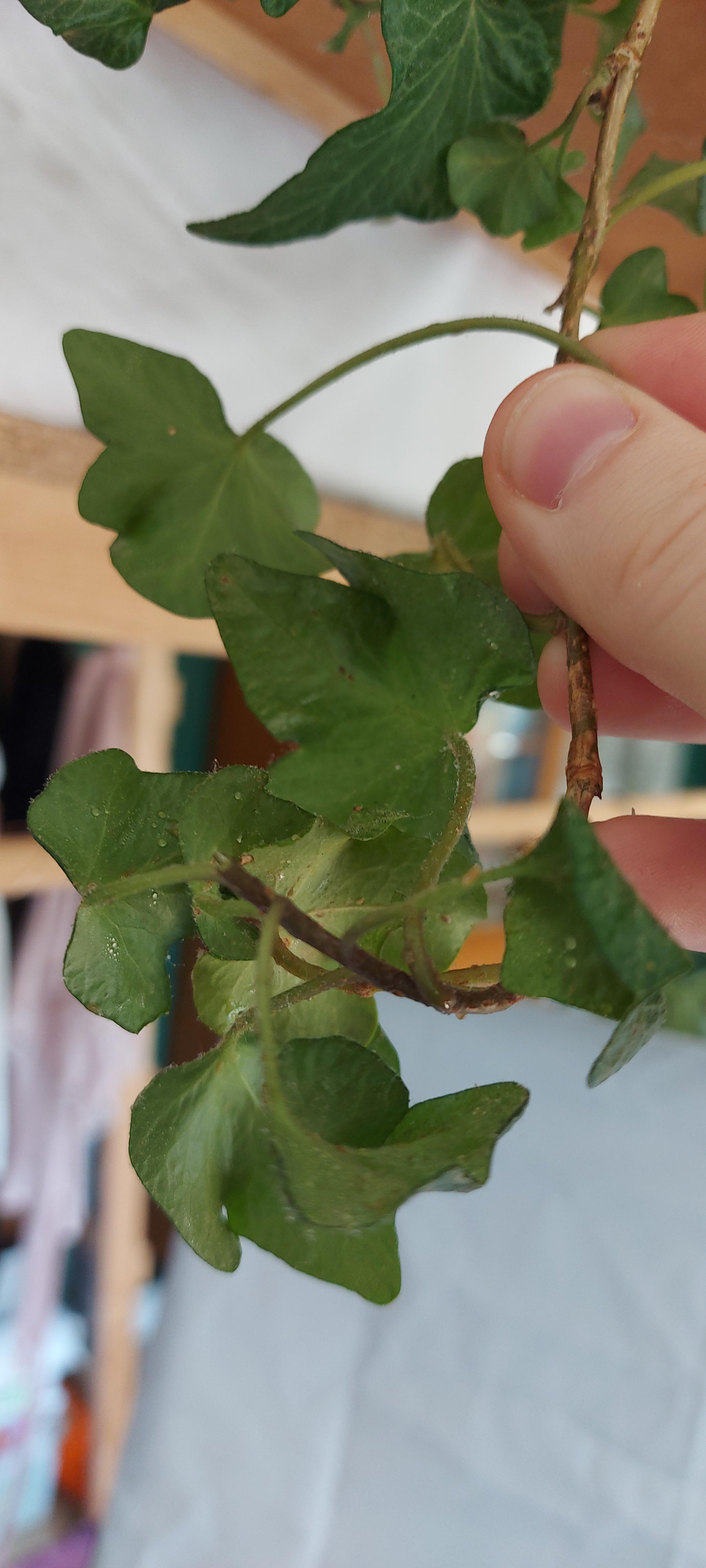 Why is my plant sticky?? I don't see any insects. How do I get rid of