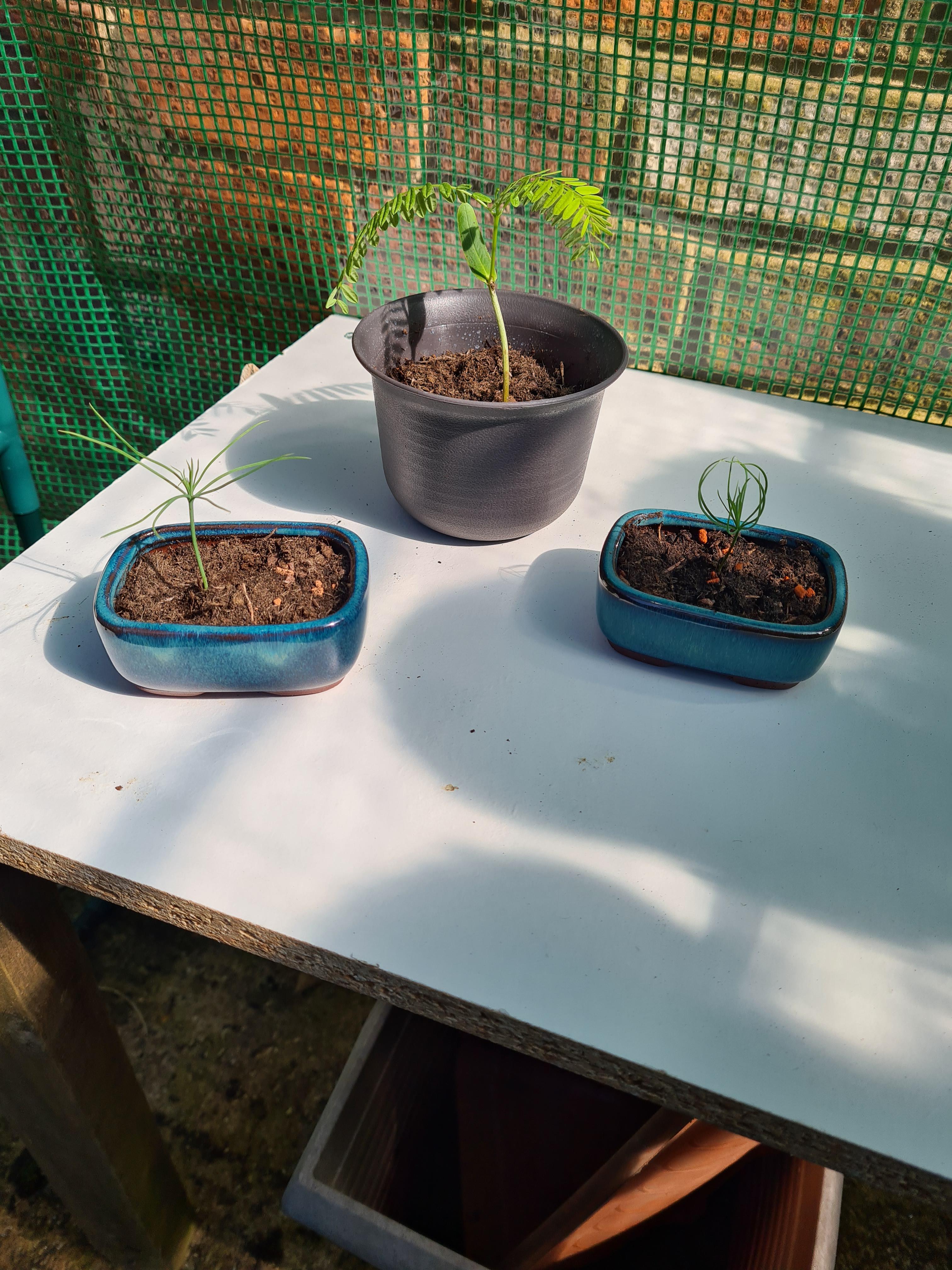 These are my first attempts at Bonsai. The larger one is a Flame Tree
