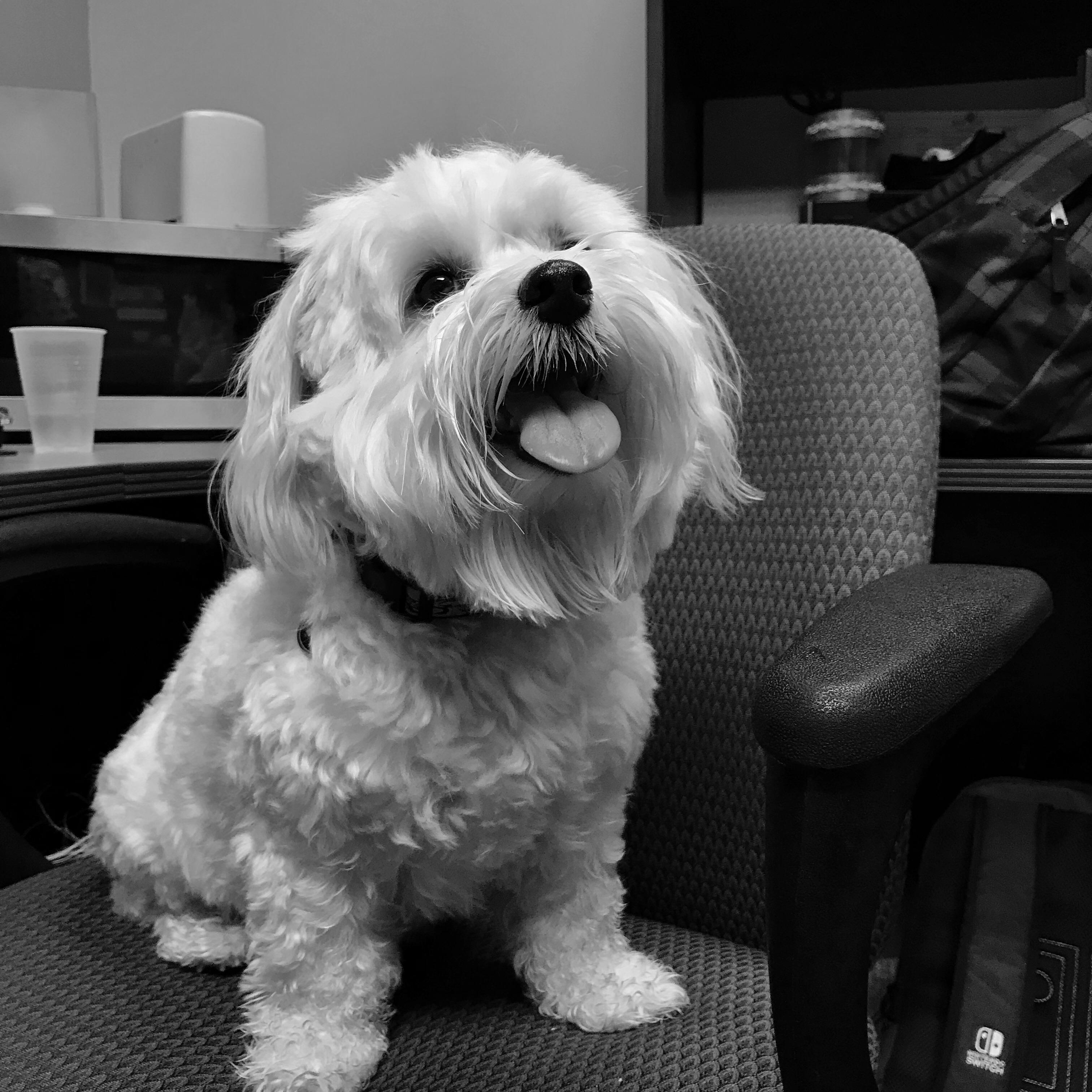 Best office dog around! r/aww