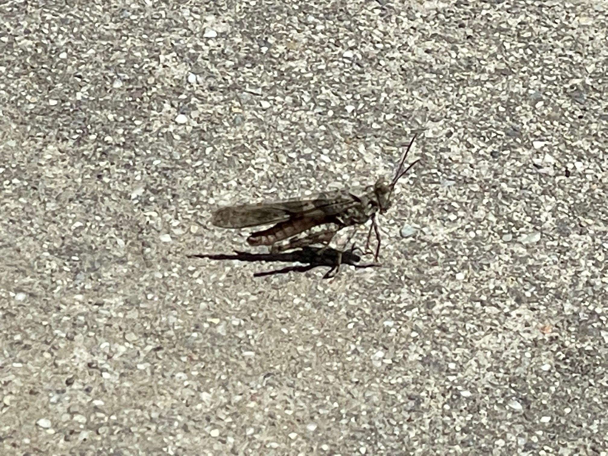 Northern CA, 1.5 inch?, jumps/flies making a lower grinding (?) click