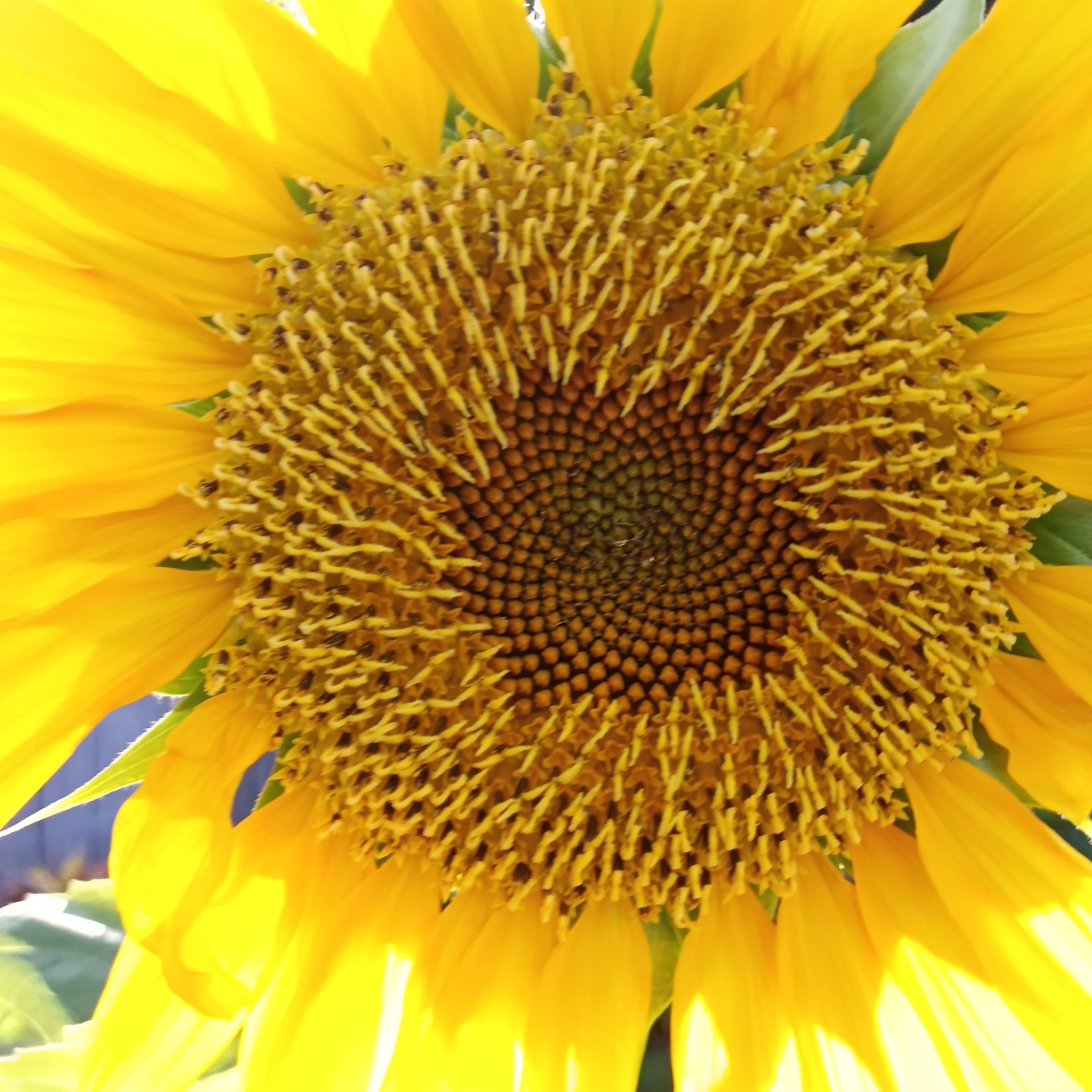 Had to take a picture of my sunflower before the tropical storm takes